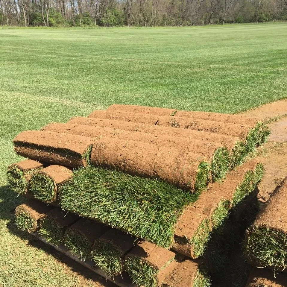 Top of the Valley Tall Fescue Sod