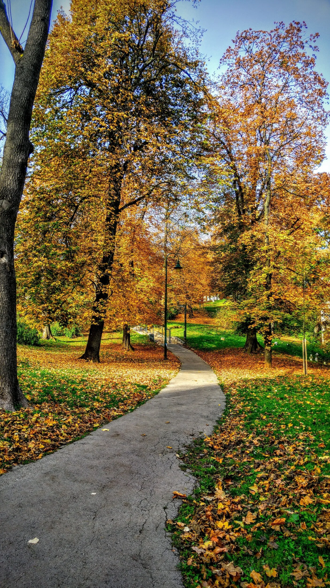 A scenic park path surrounded by tall trees with autumn foliage and fallen leaves on the ground.
