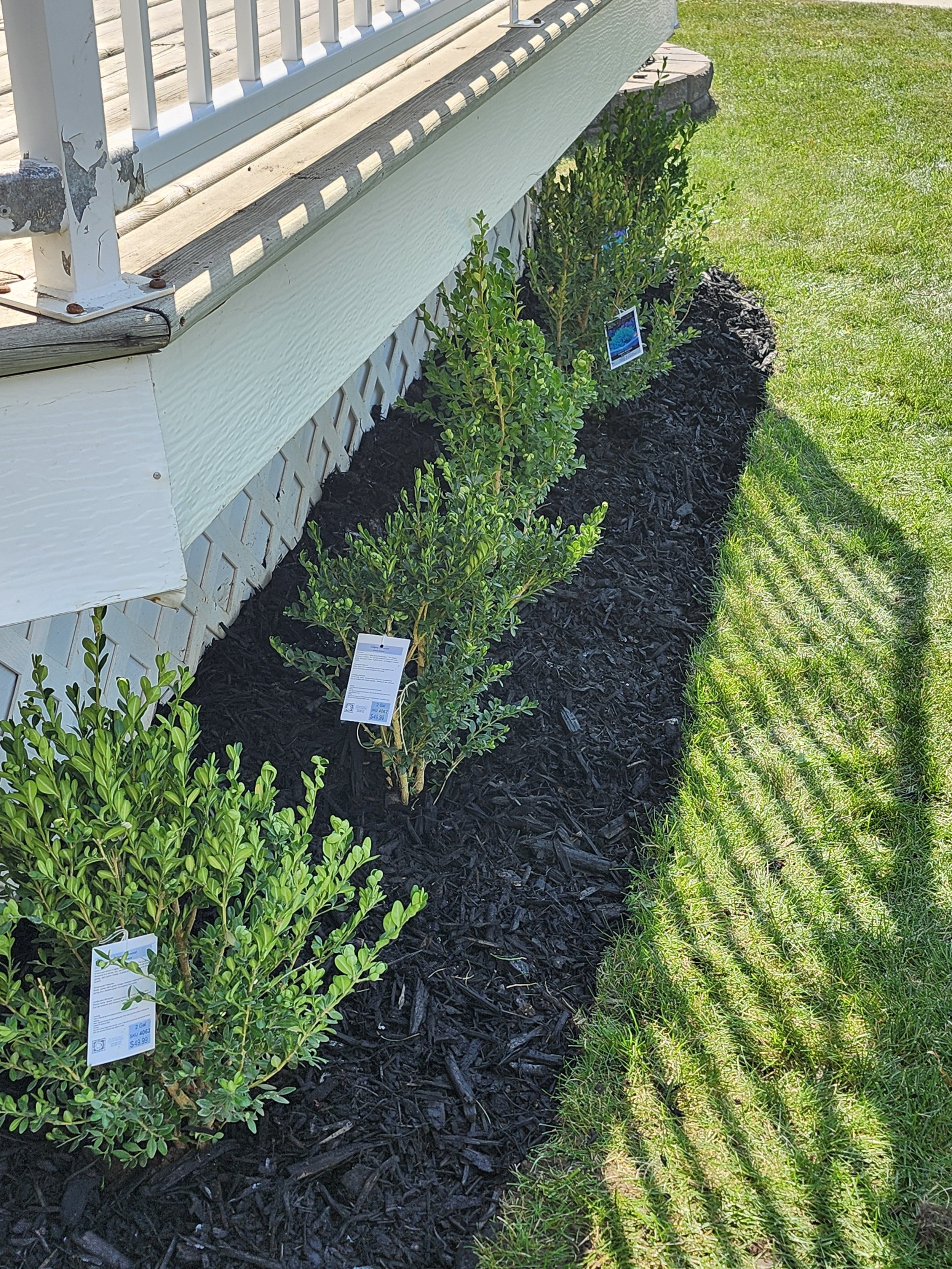 Row of small green shrubs planted along the foundation of a house, with store tags visible on some of the plants.