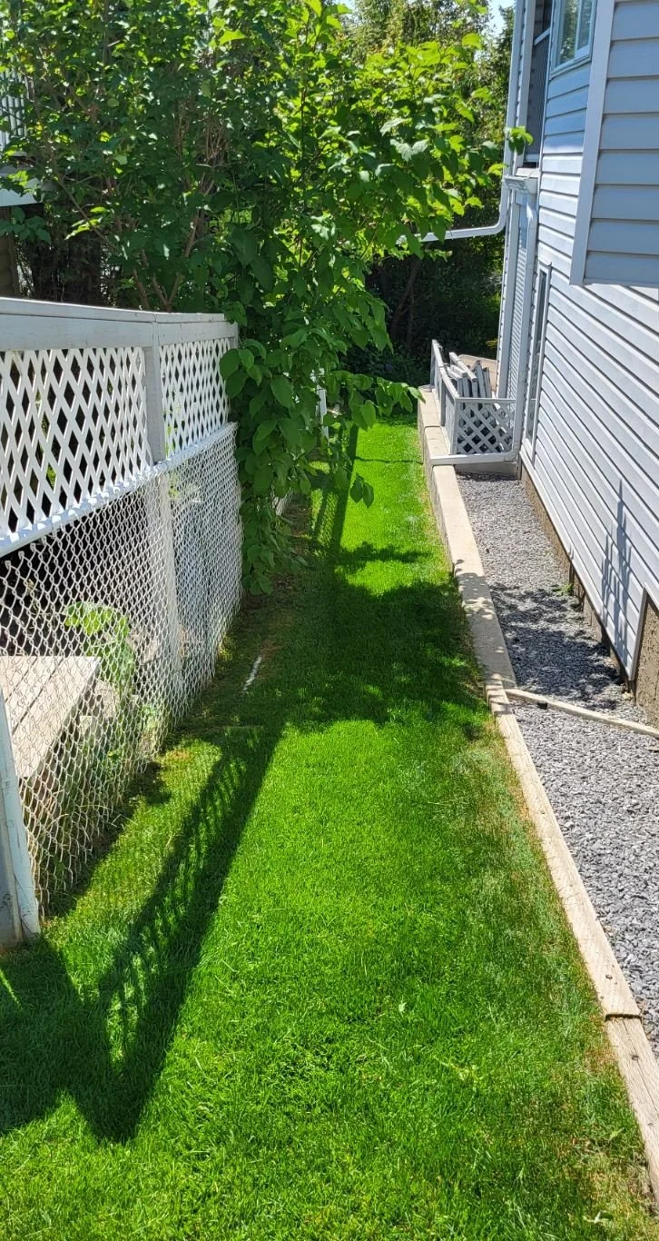 A narrow backyard space with a green lawn, a white lattice fence on the left, and the house siding on the right. A large bush with green leaves is leaning over the fence, and there is a small concrete path running alongside the house with a gravel ar