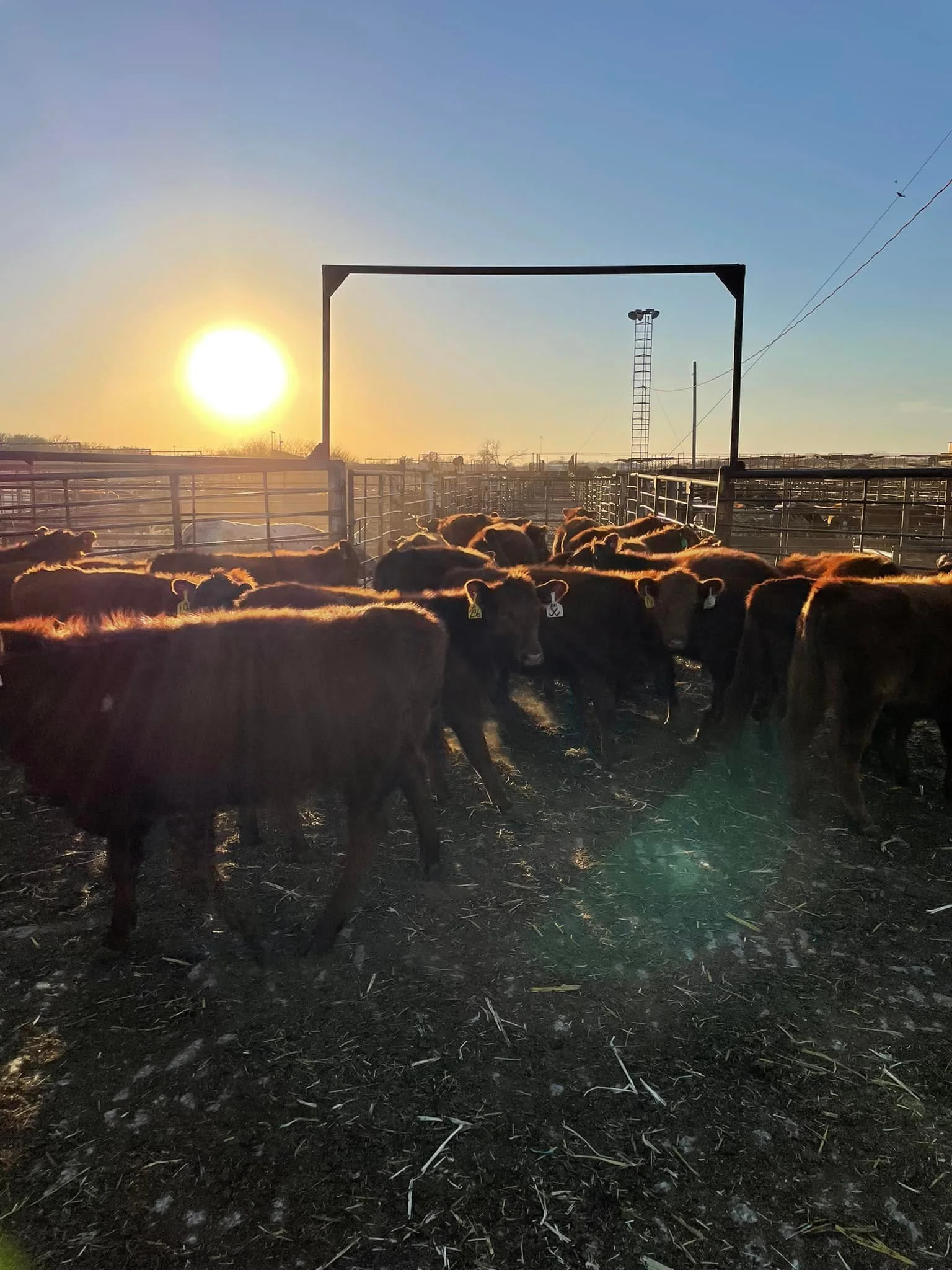 Comanche Livestock Auction — Comanche, OK — Western Livestock Auctions