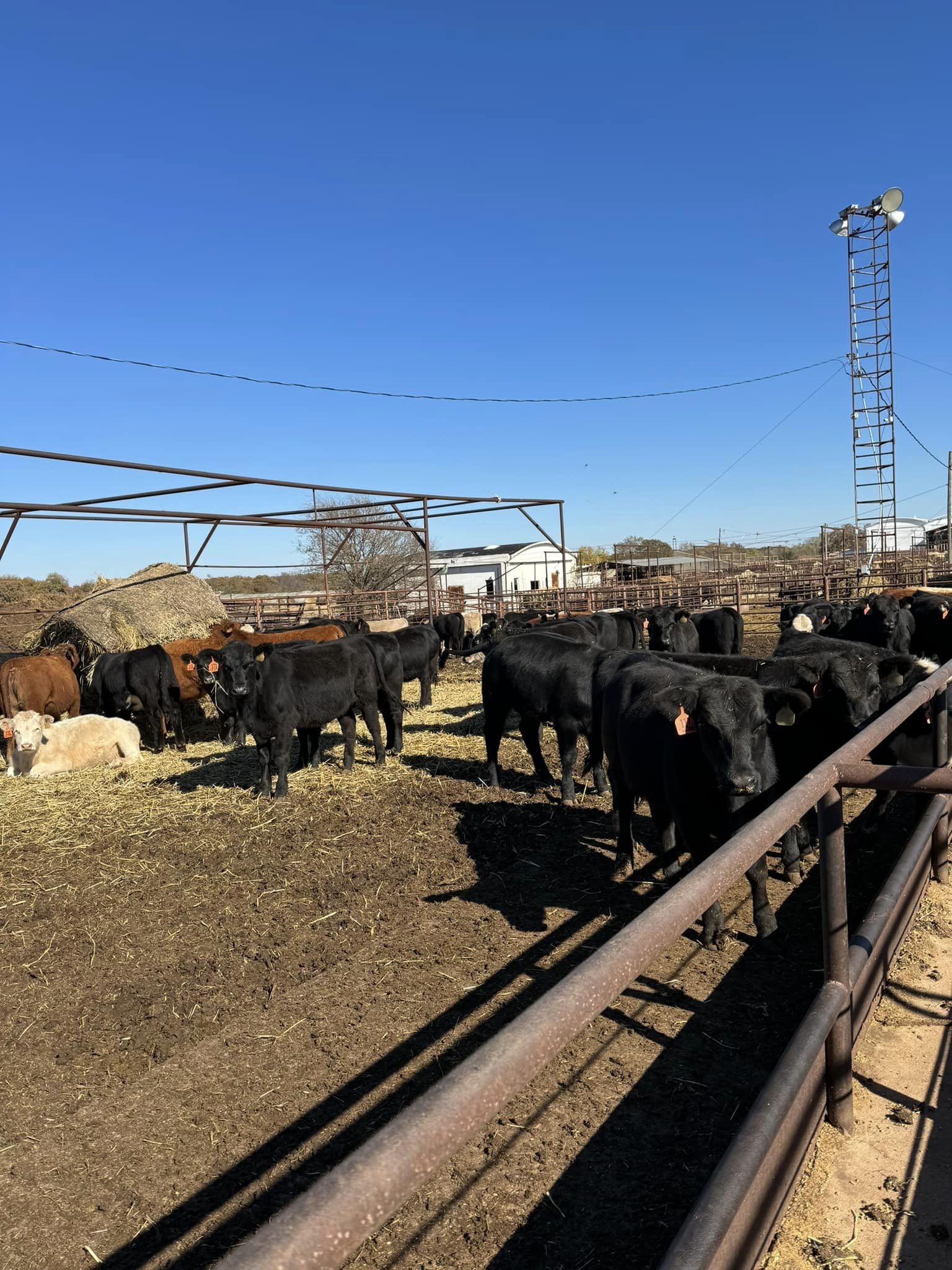 Comanche Livestock Auction — Comanche, OK — Western Livestock Auctions