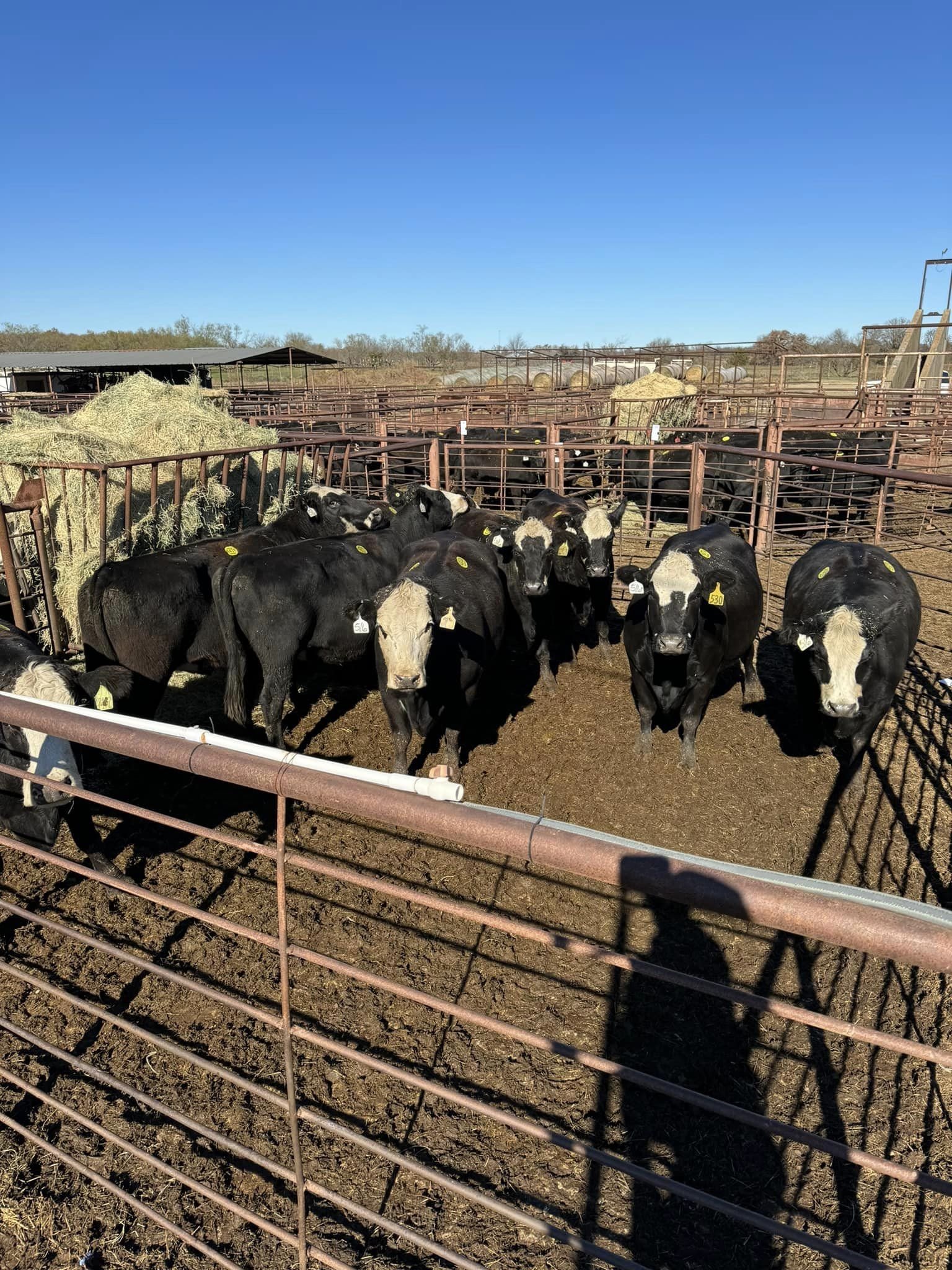 Comanche Livestock Auction