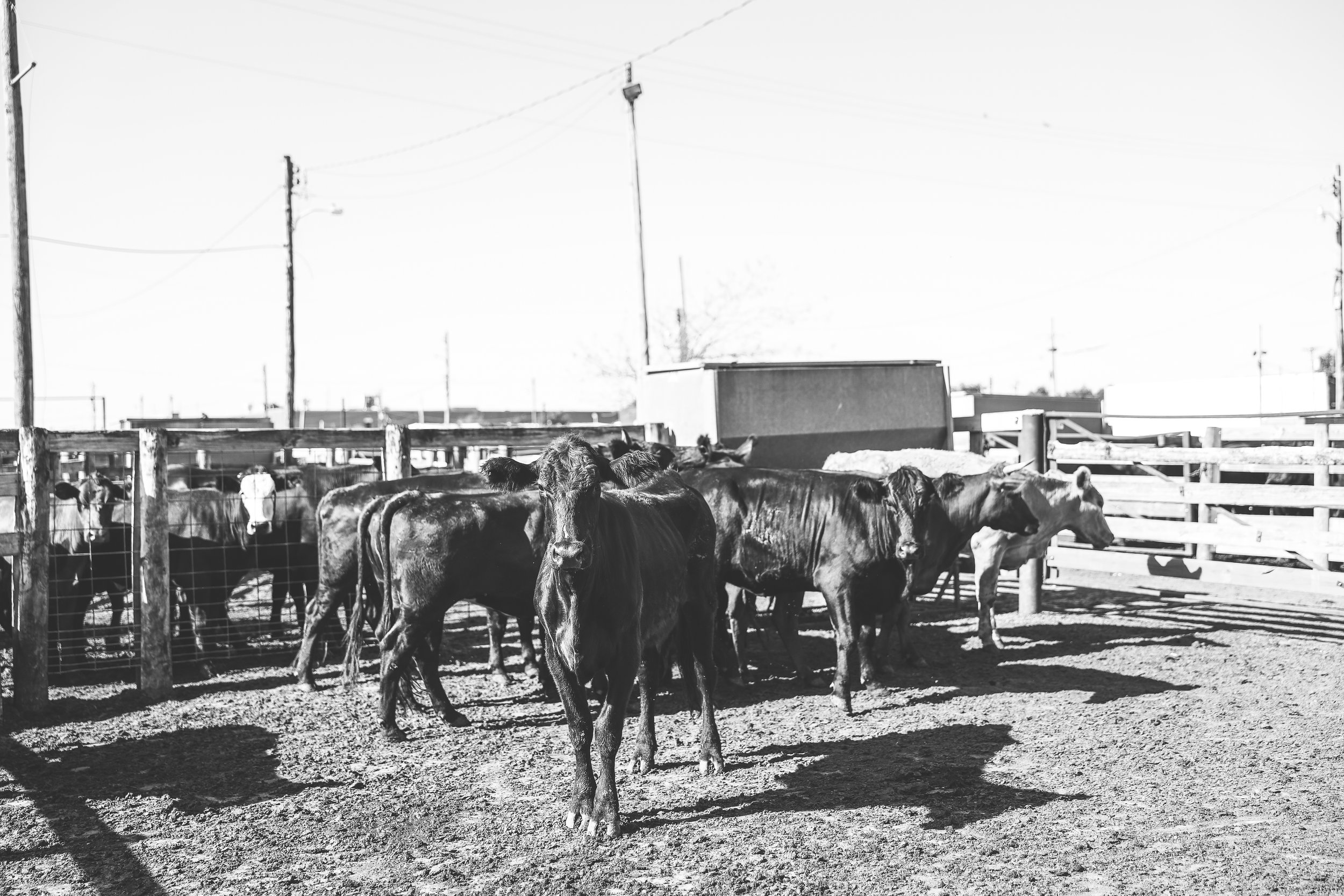 Western Livestock Commission and Order Buying Company