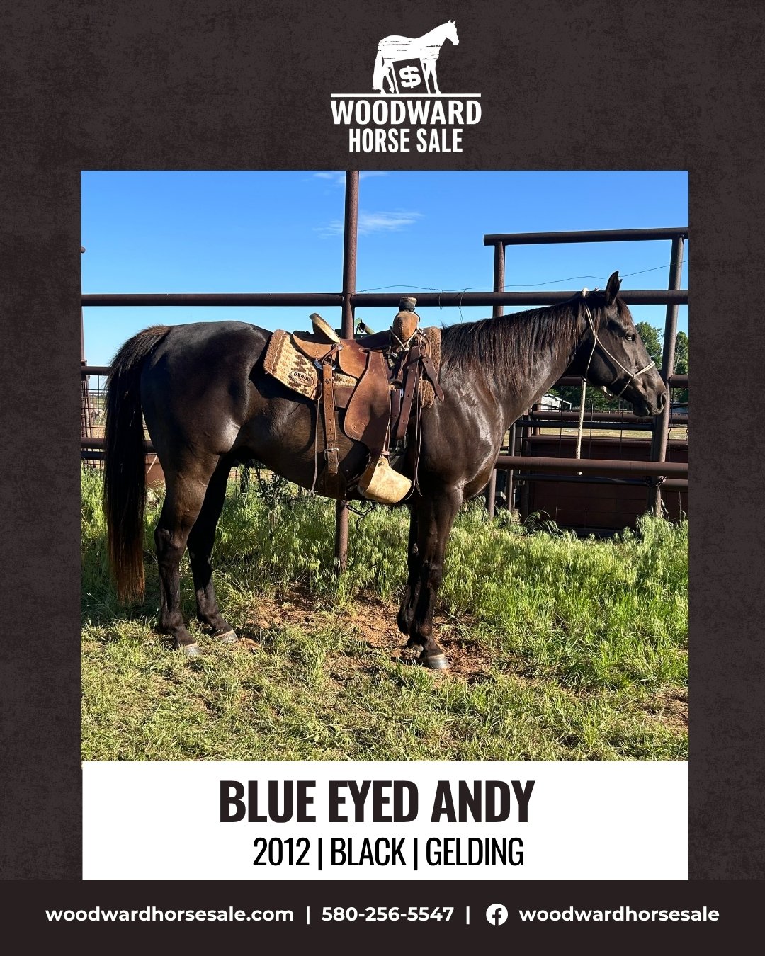 BLUE EYED ANDY.jpg