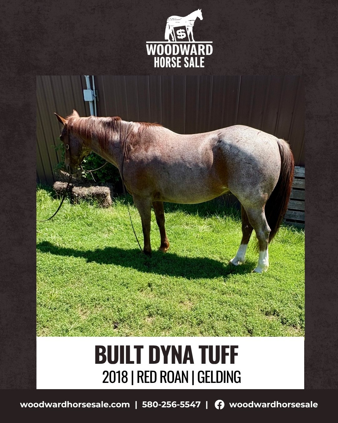 BUILT DYNA TUFF.jpg