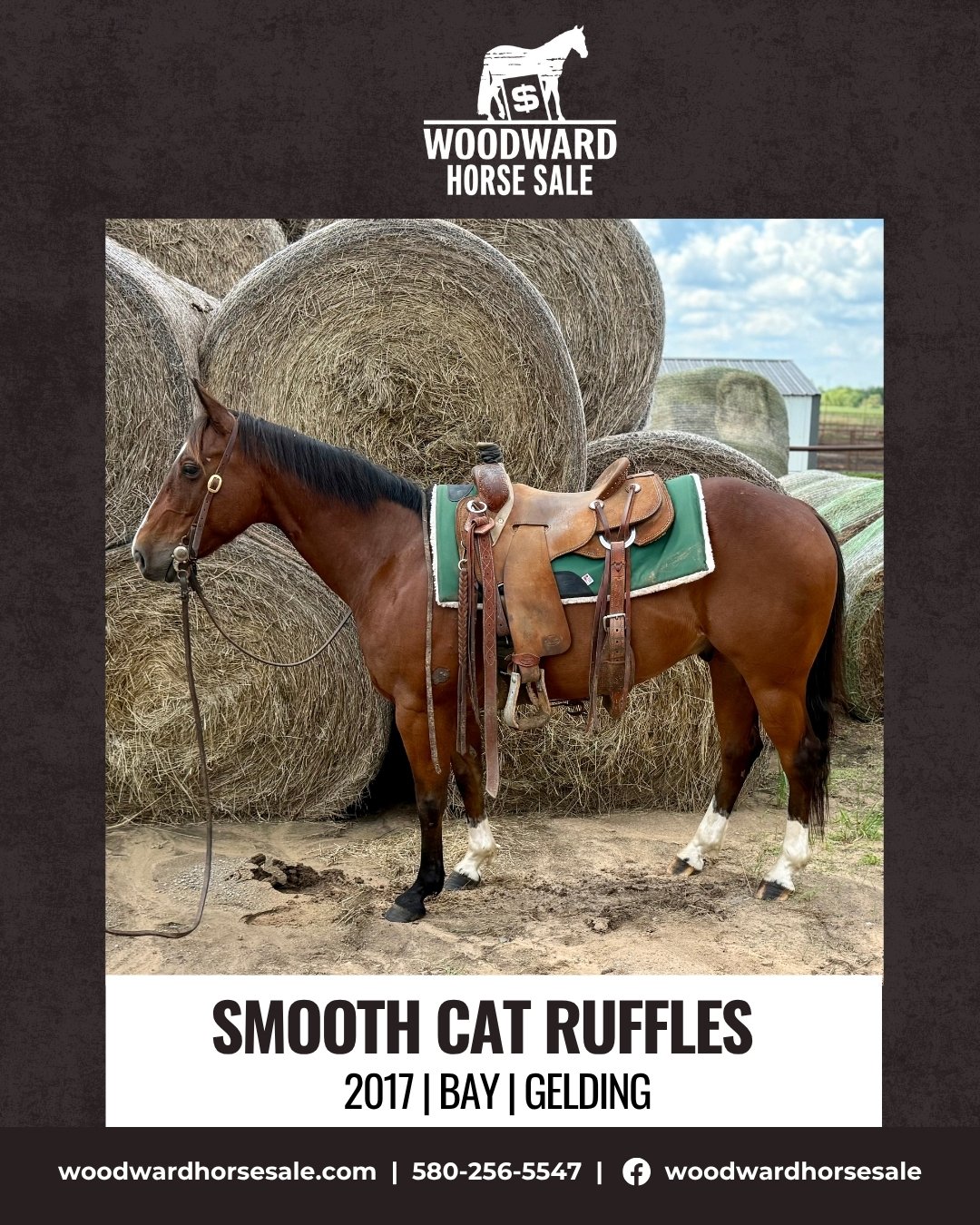 SMOOTH CAT RUFFLES.jpg