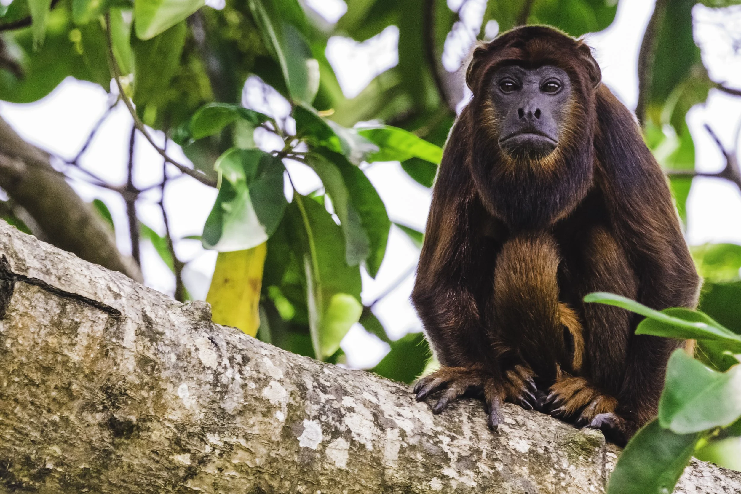 Ilha Grande. Fauna. 40822600422_7b3e72c913_o.jpg