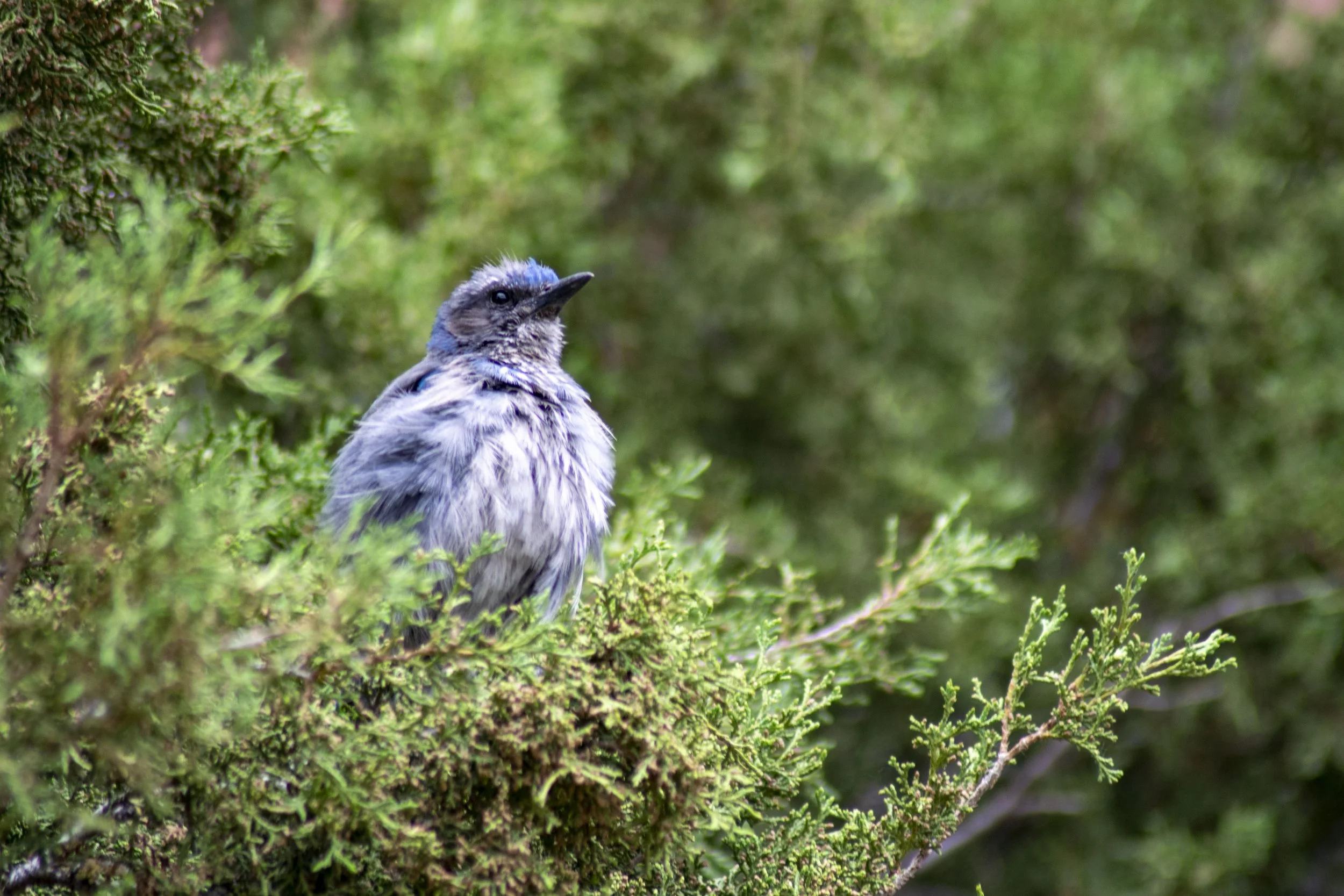 DSC_0662.JPG