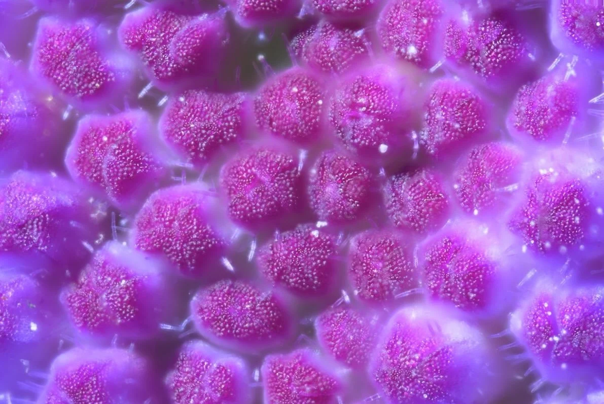 Ageratum