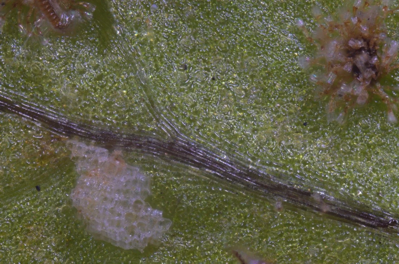 fern Sori Large.jpeg