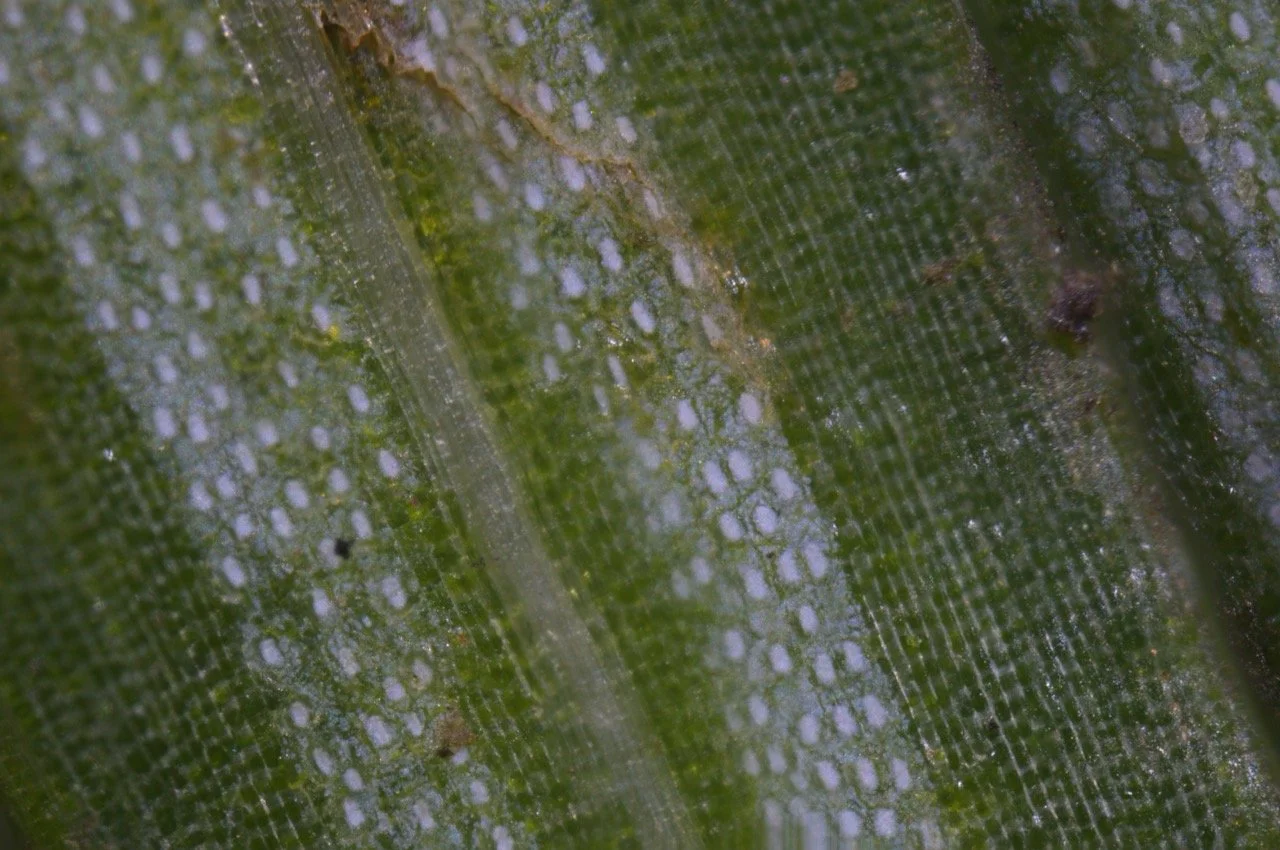 eastern hemlock stomal pores Large.jpeg
