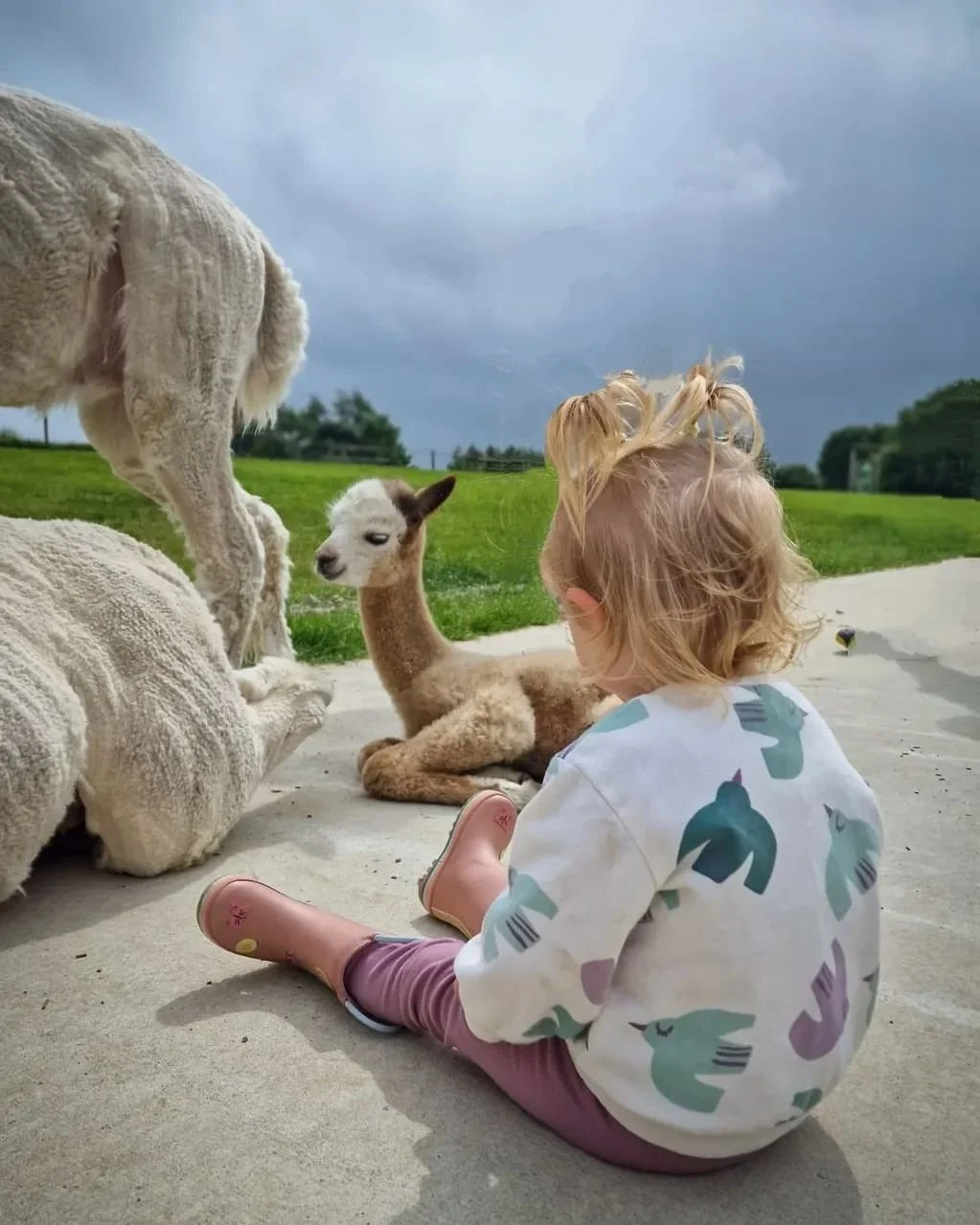 📍 K2 Aplacas, Wicklow.

We had great fun down in K2 Aplaca Farm last weekend. We went on their Kids Alpaca experience, where Lillie-Grace got to run around in a field of Alpacas and feed some of them 🥰. 

They also do Prosecco and Alpaca Treks, whi