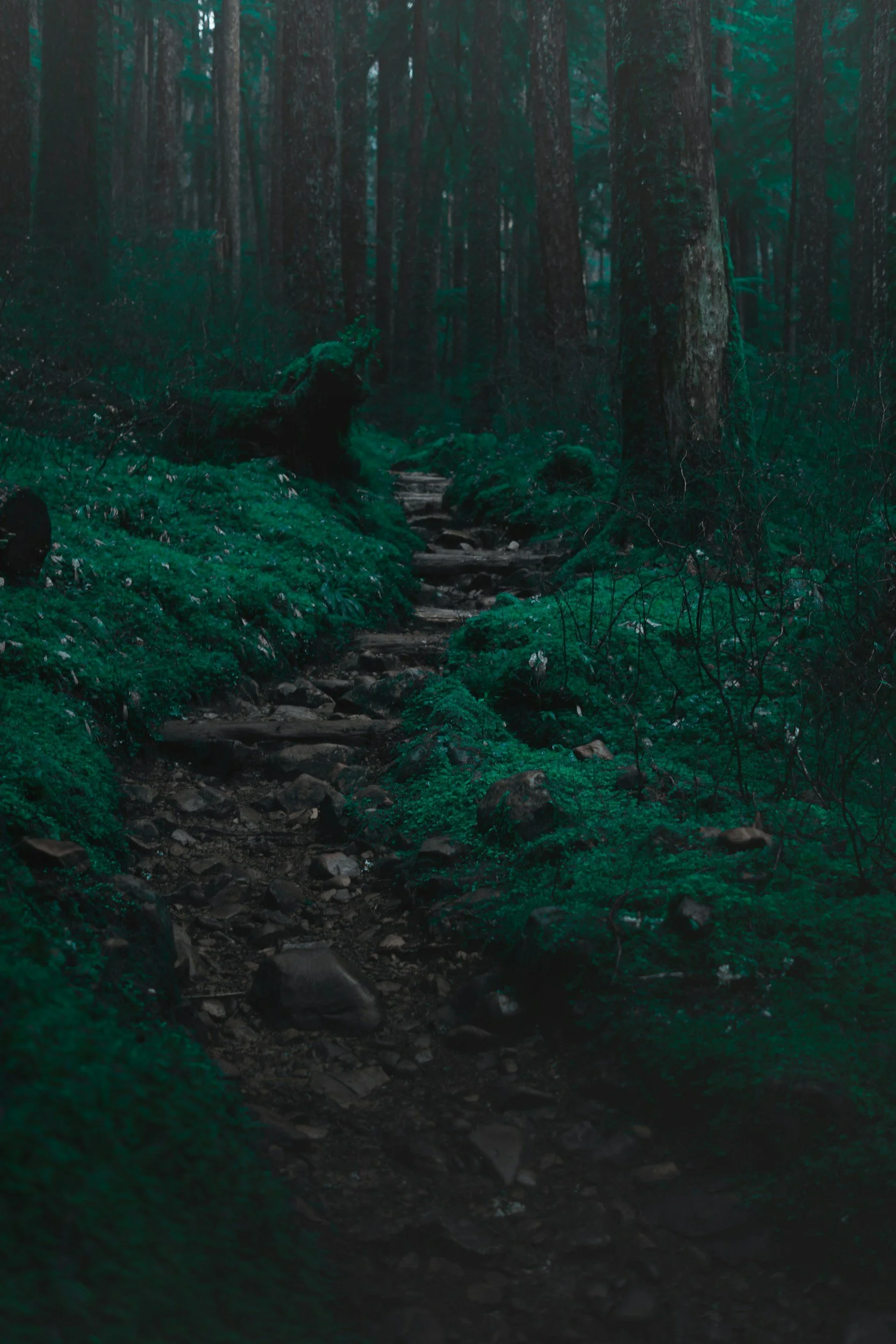 Dirt and stone path through forest and green underbrush.