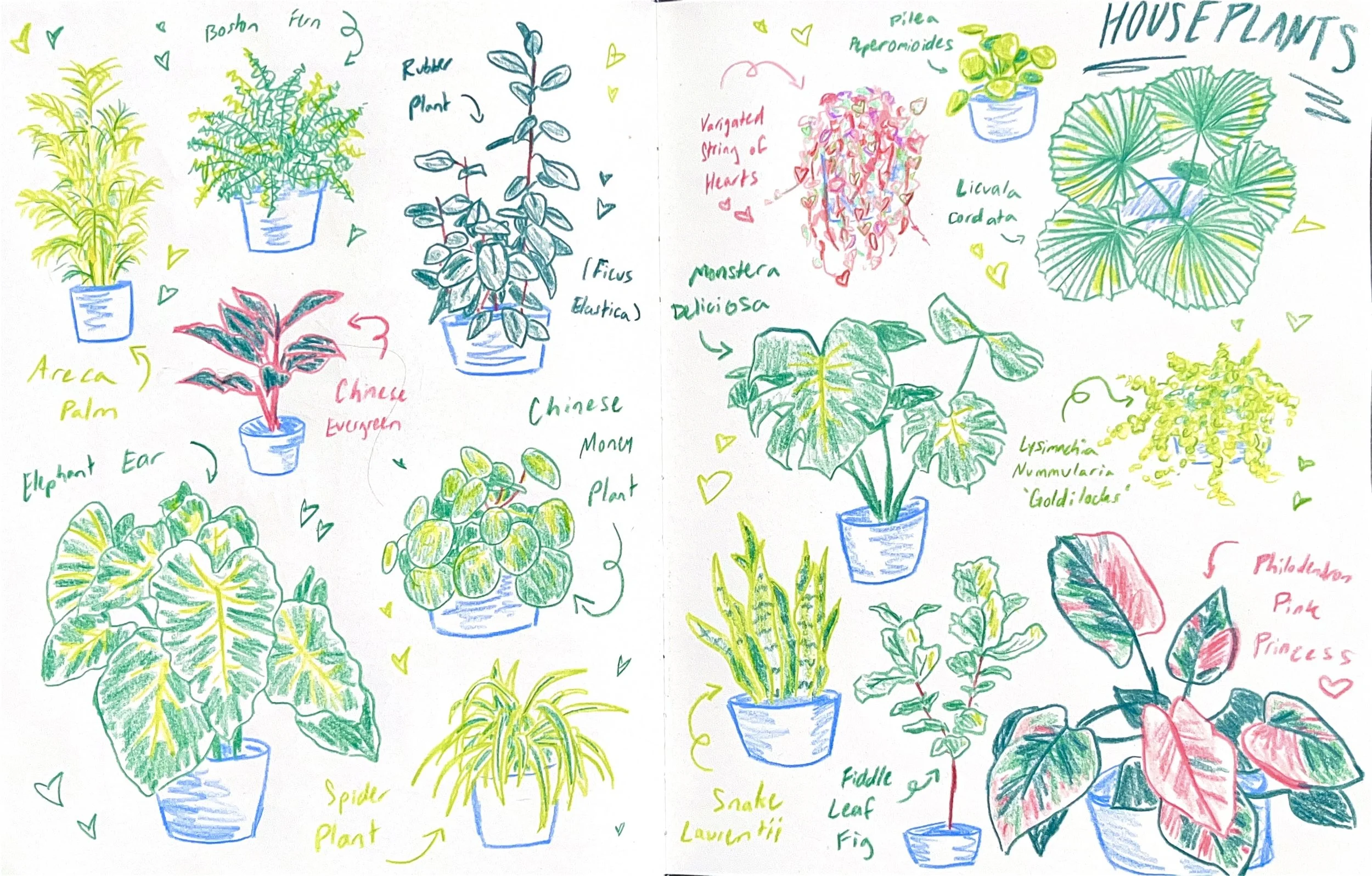 Colored pencil houseplant studies