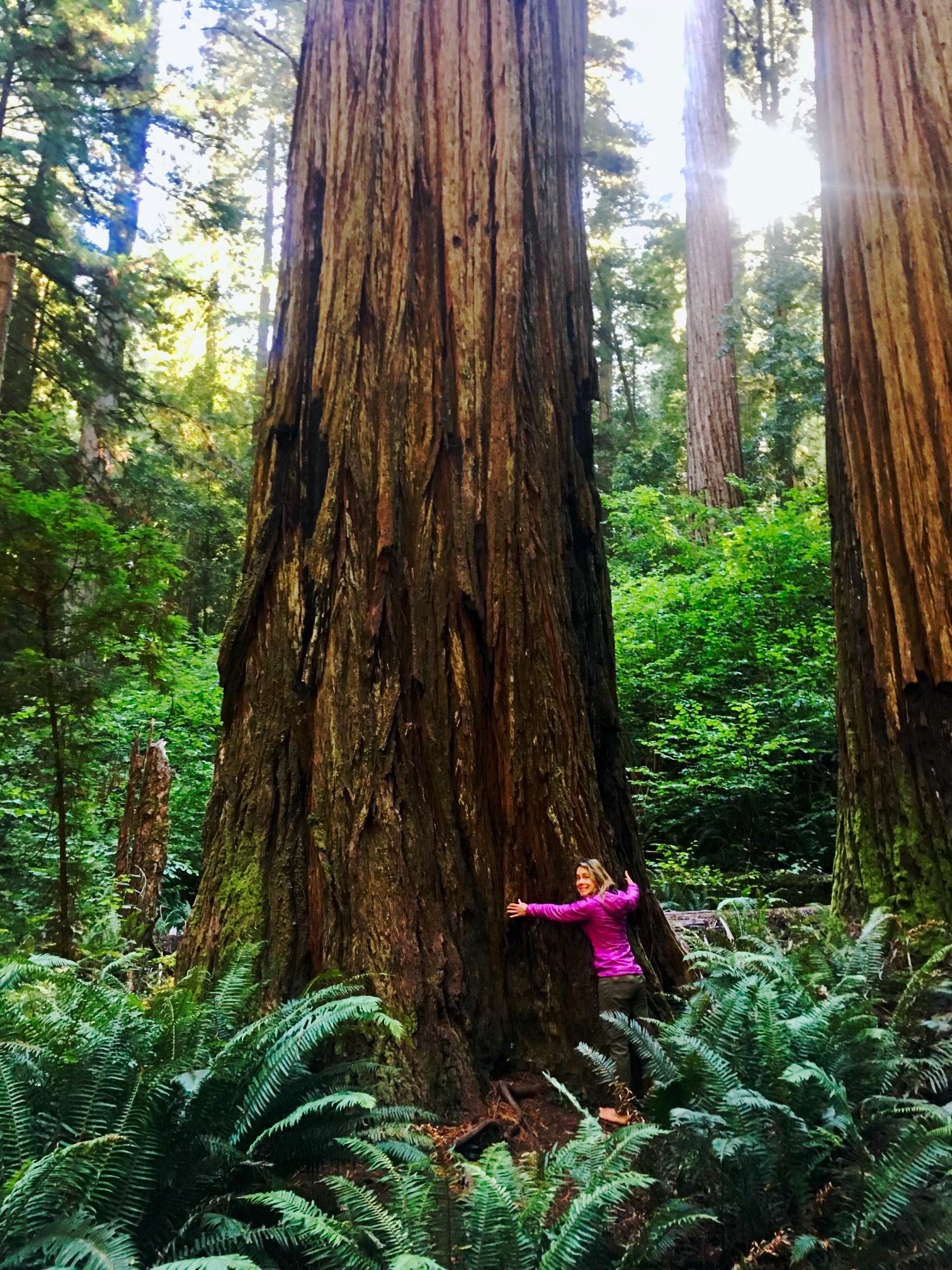 Cari wears a pink shirt and is hugging a giant California Redwood tree, surrounded by ferns.