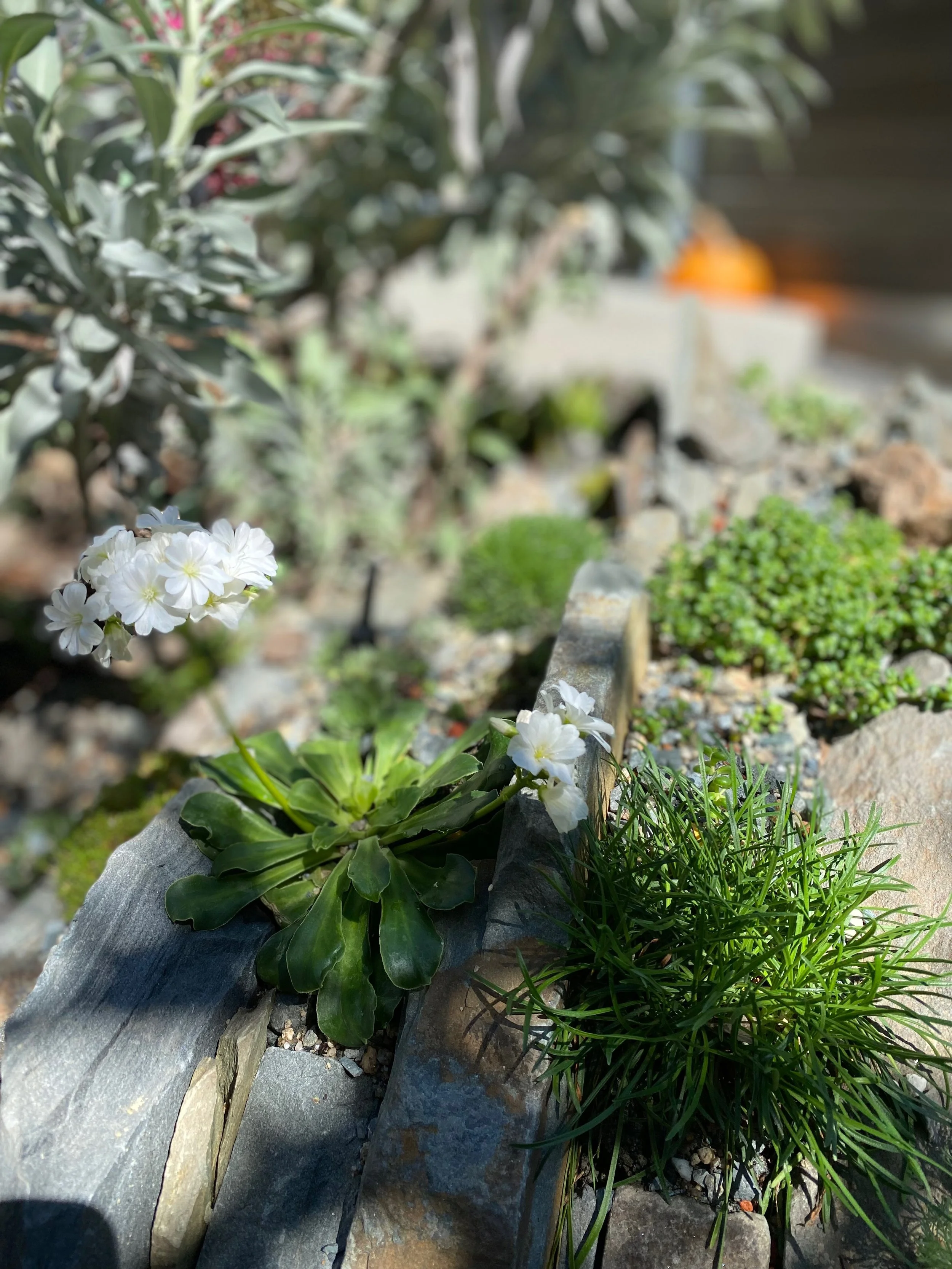 North Oakland Crevice Garden