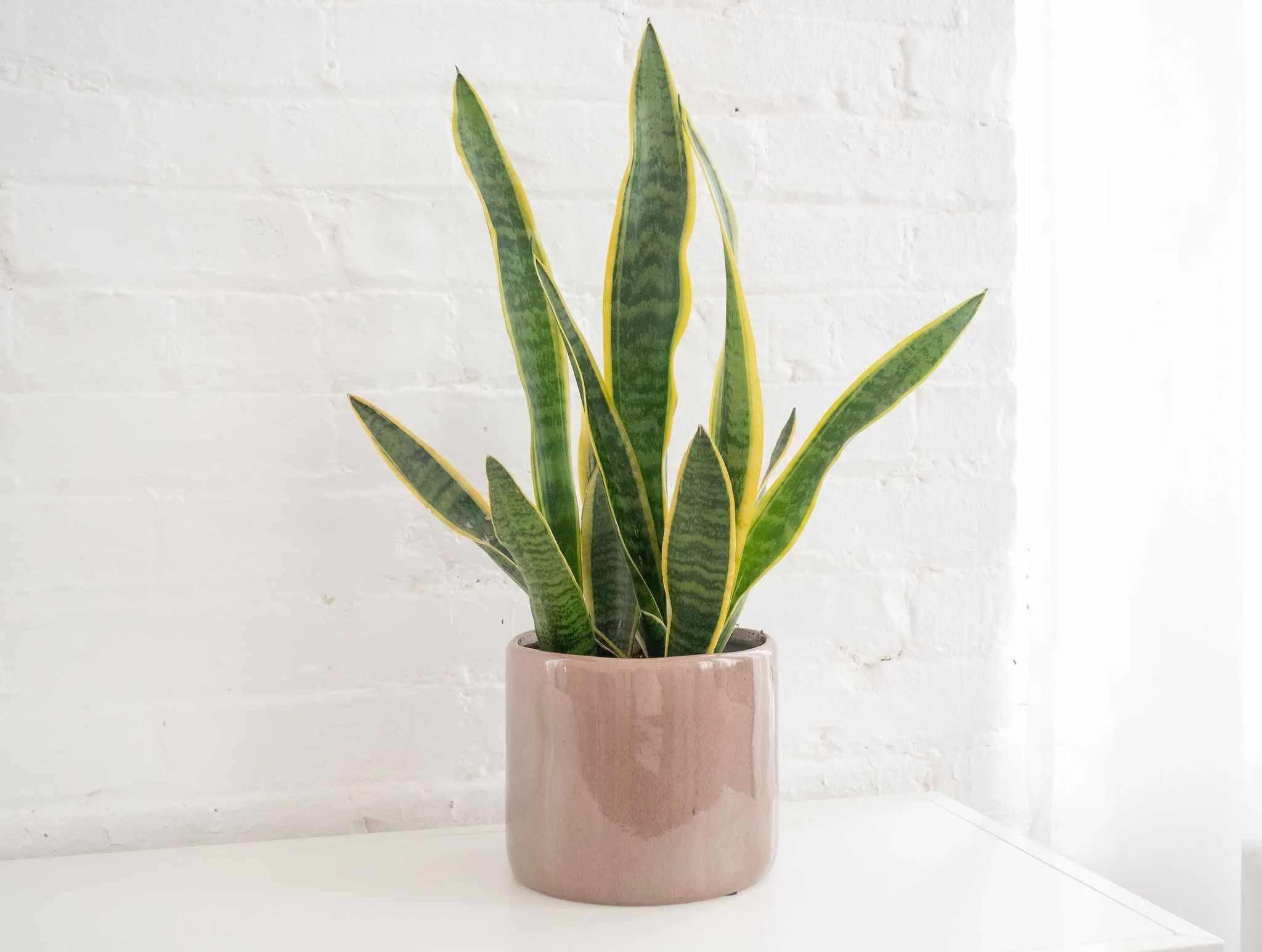 snake plant growing from a small pot
