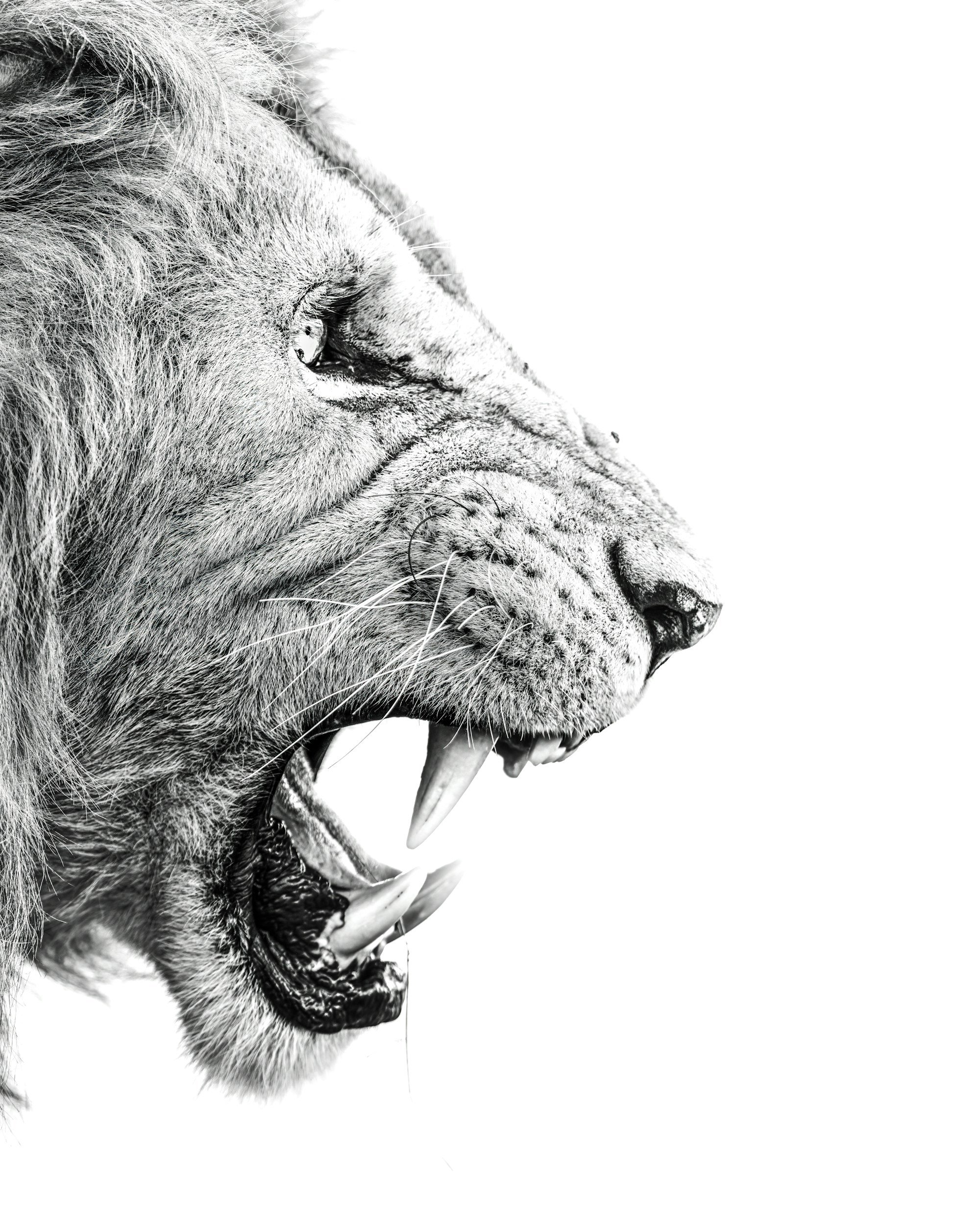 What Goeth Before The Pride?