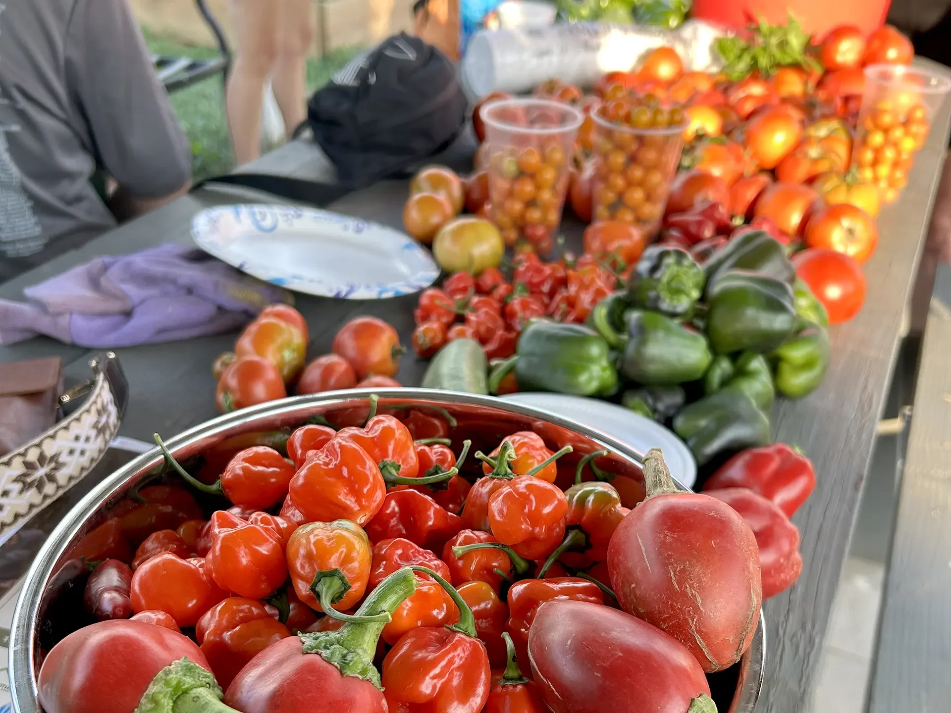 Peppers and tomatoes from the Blythe Oldfield Community Garden line a picnic table.