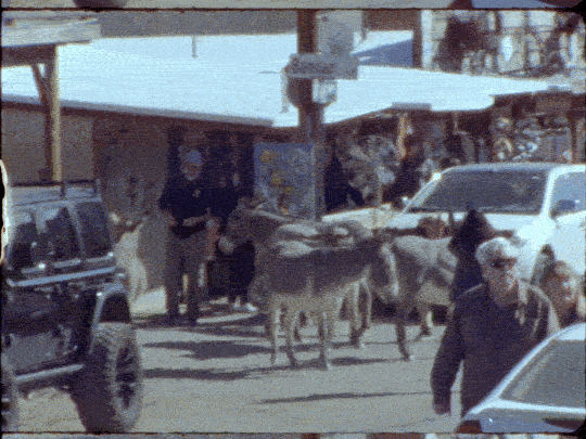 People on a street with donkeys and cars, buildings in the background.