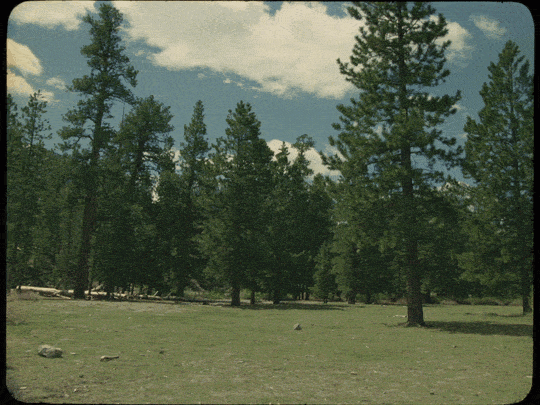 A wide view of a grassy field surrounded by tall pine trees under a partly cloudy sky.