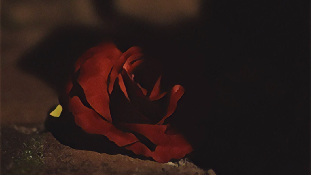 SMN_WP_Rose_Red.png