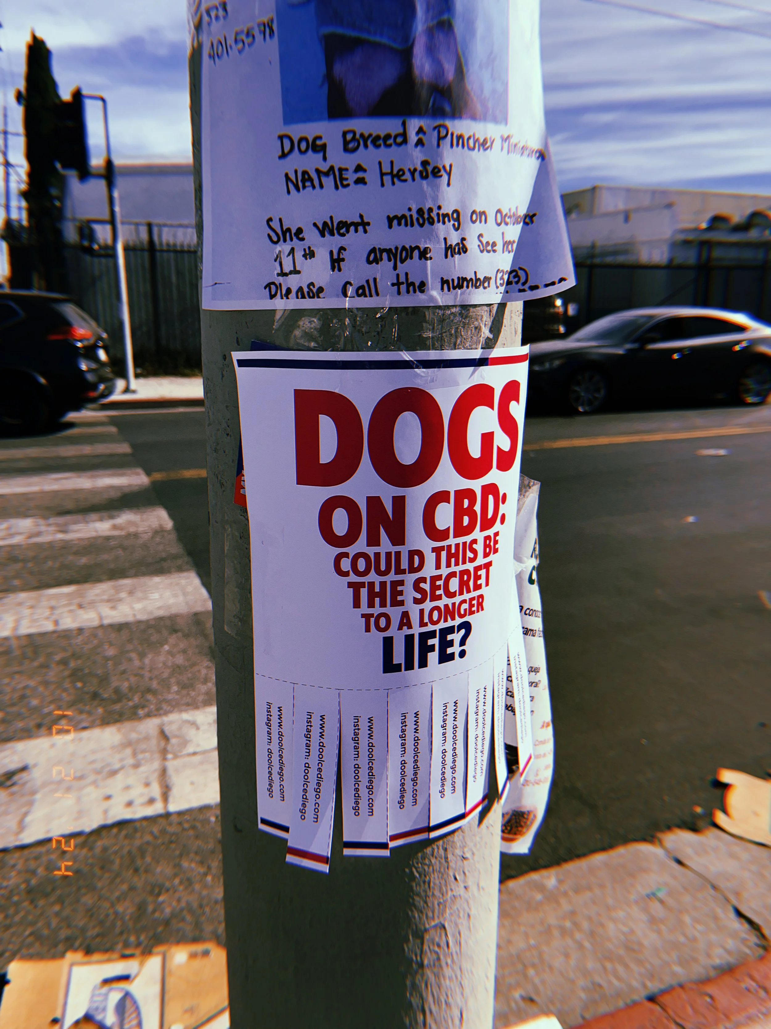 Posters on a street pole, one about a missing dog named Hersey and another with a headline about dogs on CBD possibly enhancing lifespan.