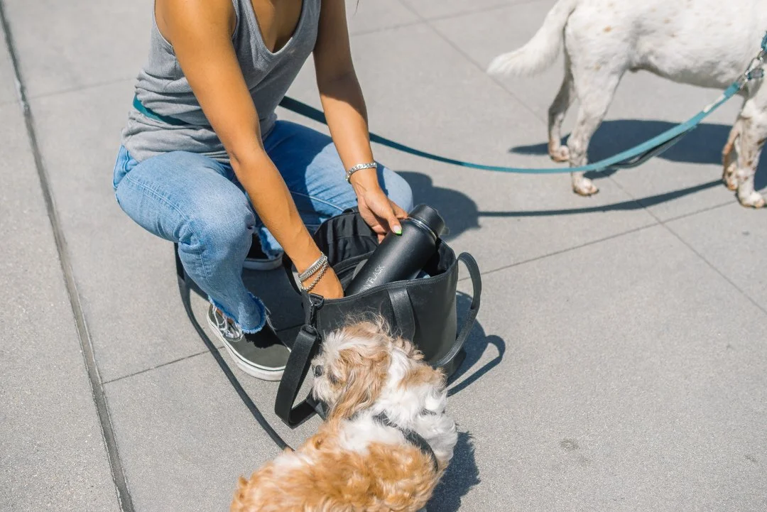 A woman sitting on the sidewalk with a brown and white dog, and another dog on a leash in the background.