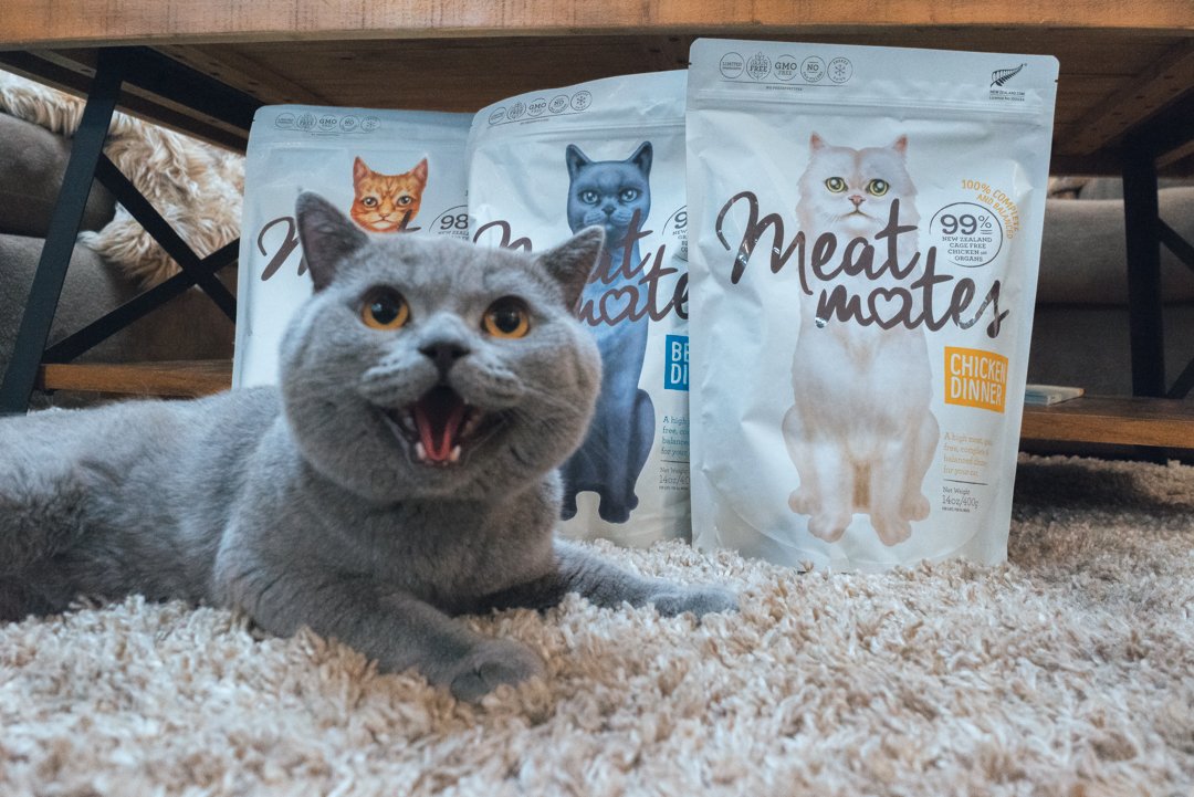 A gray cat lying on a beige carpet with its mouth open, showing sharp teeth, in front of bags of Meow Mate cat food.