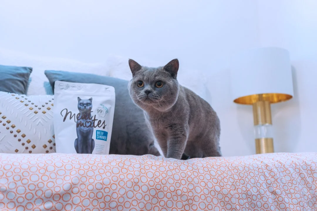Gray cat standing on a bed with orange patterned sheets, near a packet of cat food, with a white and gold lamp in the background.