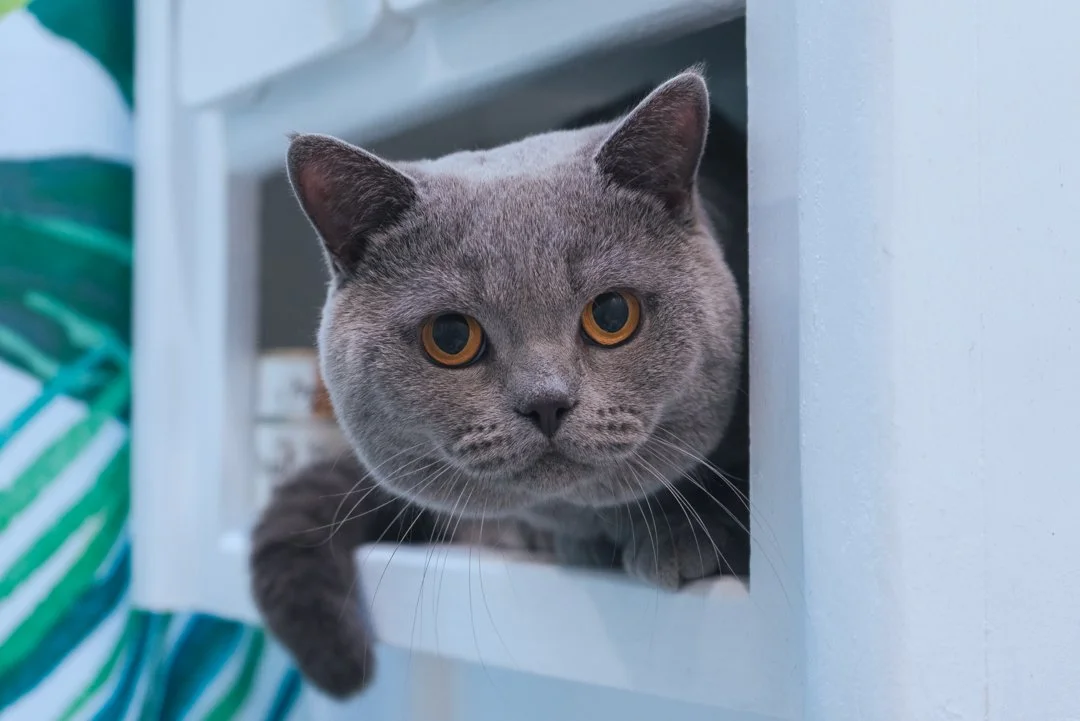 Gray cat with amber eyes peeking out from a white shelf or cubby.