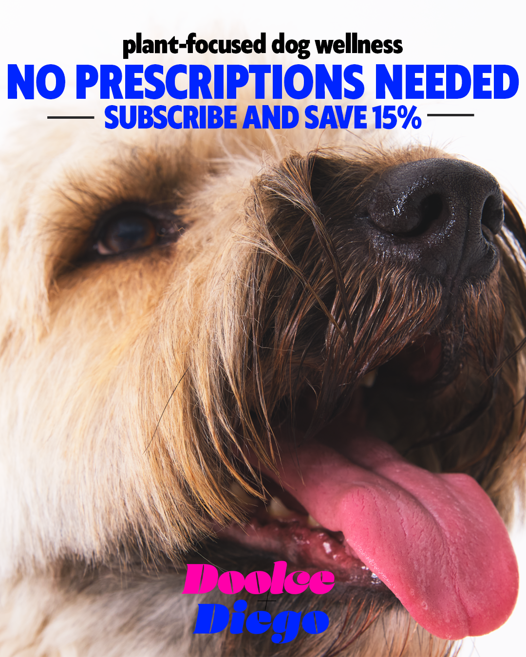 Close-up of a happy dog with its tongue out, focusing on the snout and nose, with colorful text overlaid that reads 'plant-focused dog wellness, no prescriptions needed, subscribe and save 15%, Dolce Diego'.