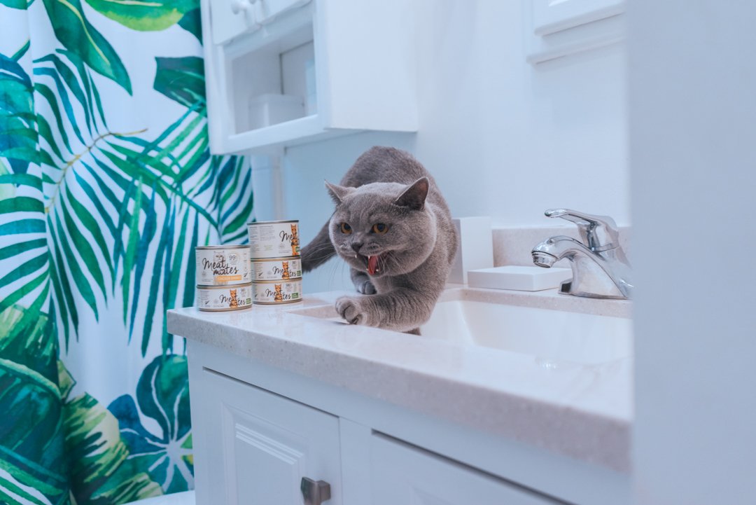 A gray cat with an open mouth, positioned on a bathroom sink, leaning on a stack of canned cat food with tropical wallpaper in the background.