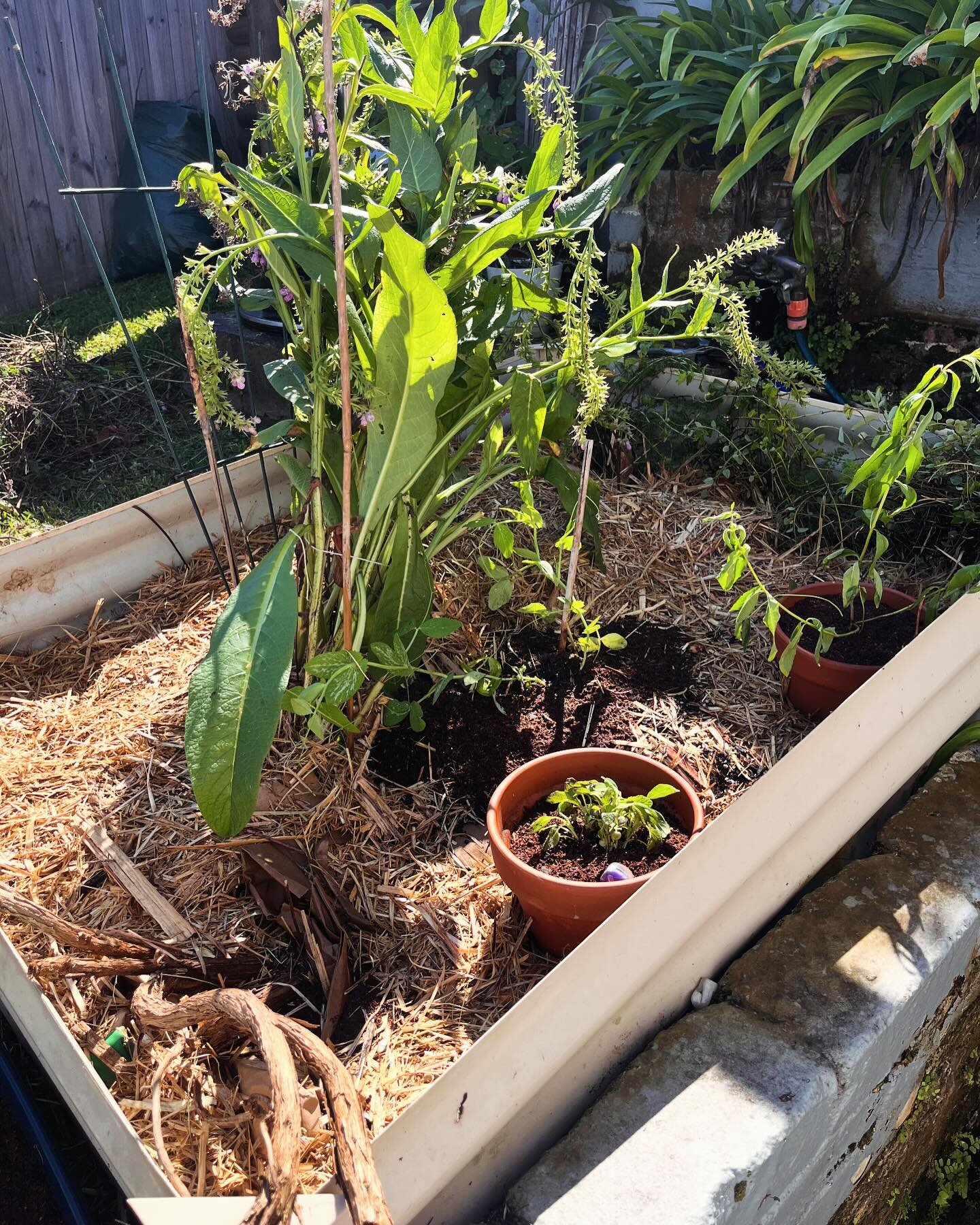 Finger limes (first timer but excited at the taste sensation?!) planting organic seedlings like lettuce, making home made pizza, drinking fizzy elderflower ferments omg yum and gardening - trying to save my Rosemary &amp; planting sage &amp; lemon ve