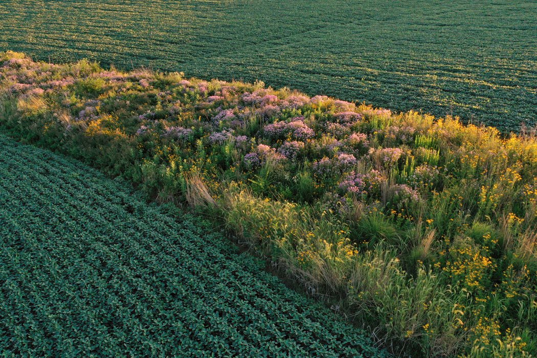 A Solution to Pollution—Prairie Strips