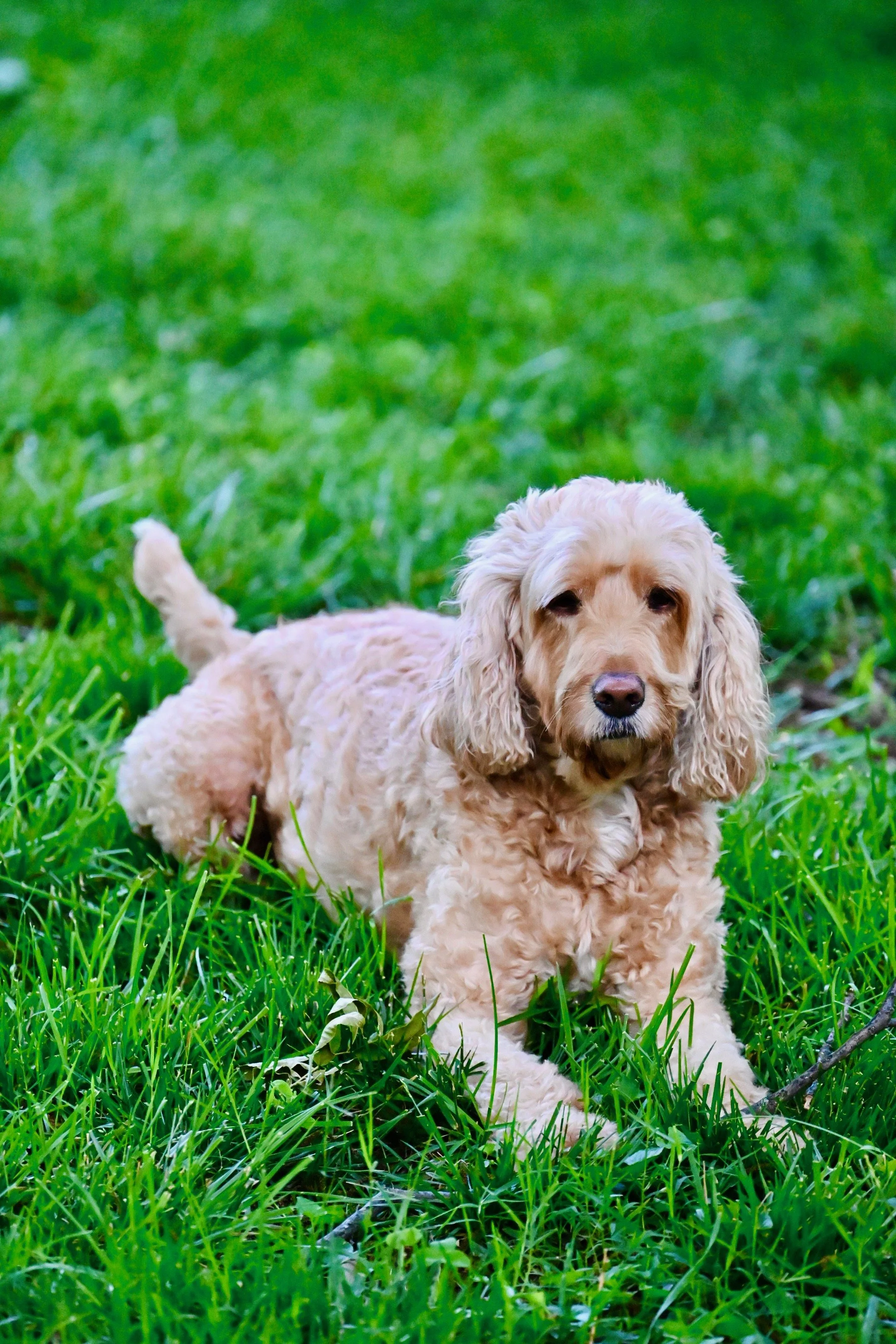 A light-colored, curly-haired dog sitting on green grass in an outdoor setting.