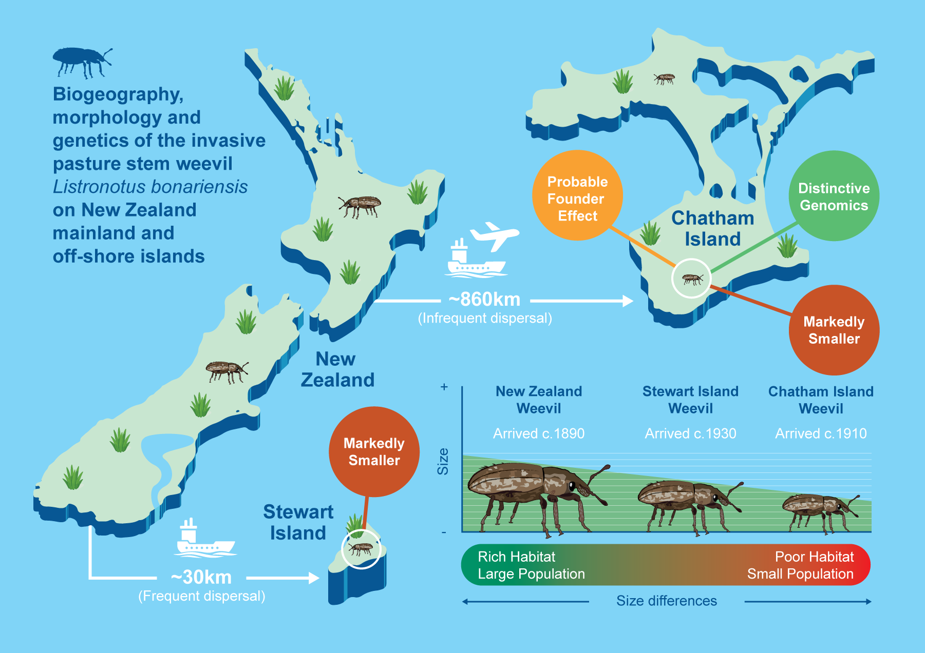 Chatham Weevil Diagram v1.2.png