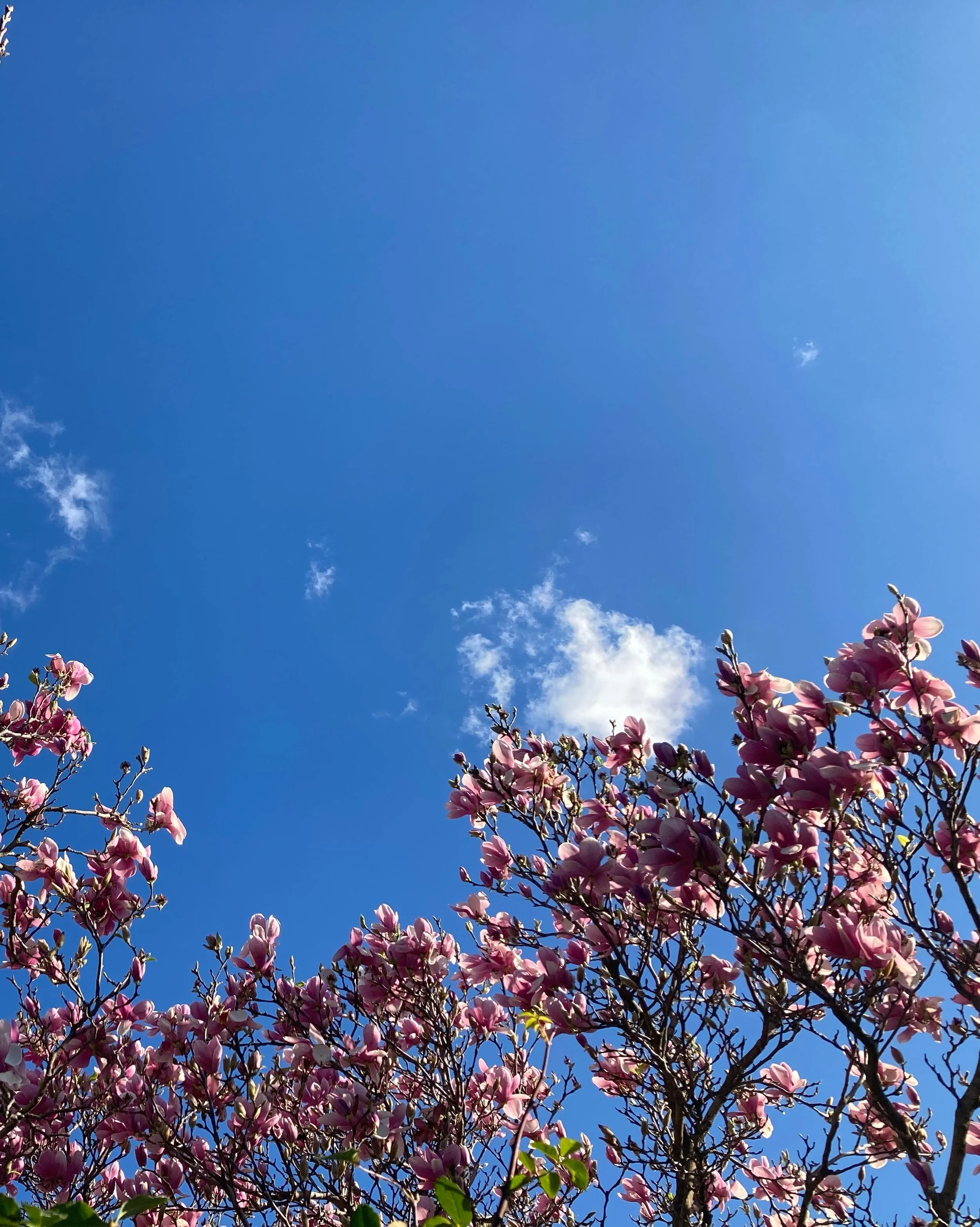 Happy Spring Brunswick! And happy hay fever season to all who celebrate.