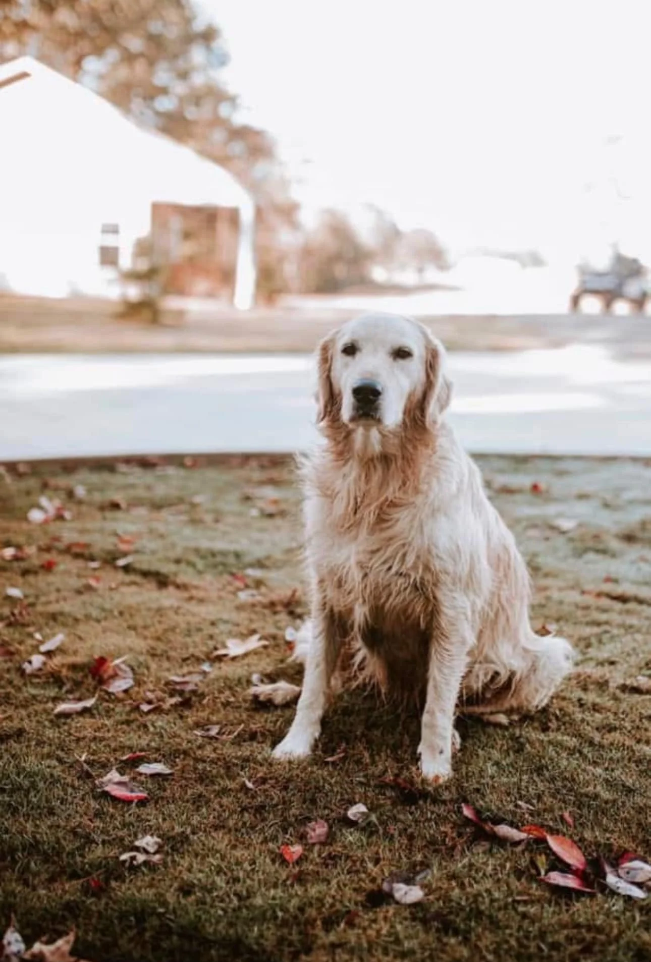 Kindness makes every celebration more beautiful. 💕
On this World Kindness Day, we&rsquo;re grateful for all the love, laughter, and kindness shared here at Ivey Acres &mdash; from couples and families to our amazing guests. 🌸
