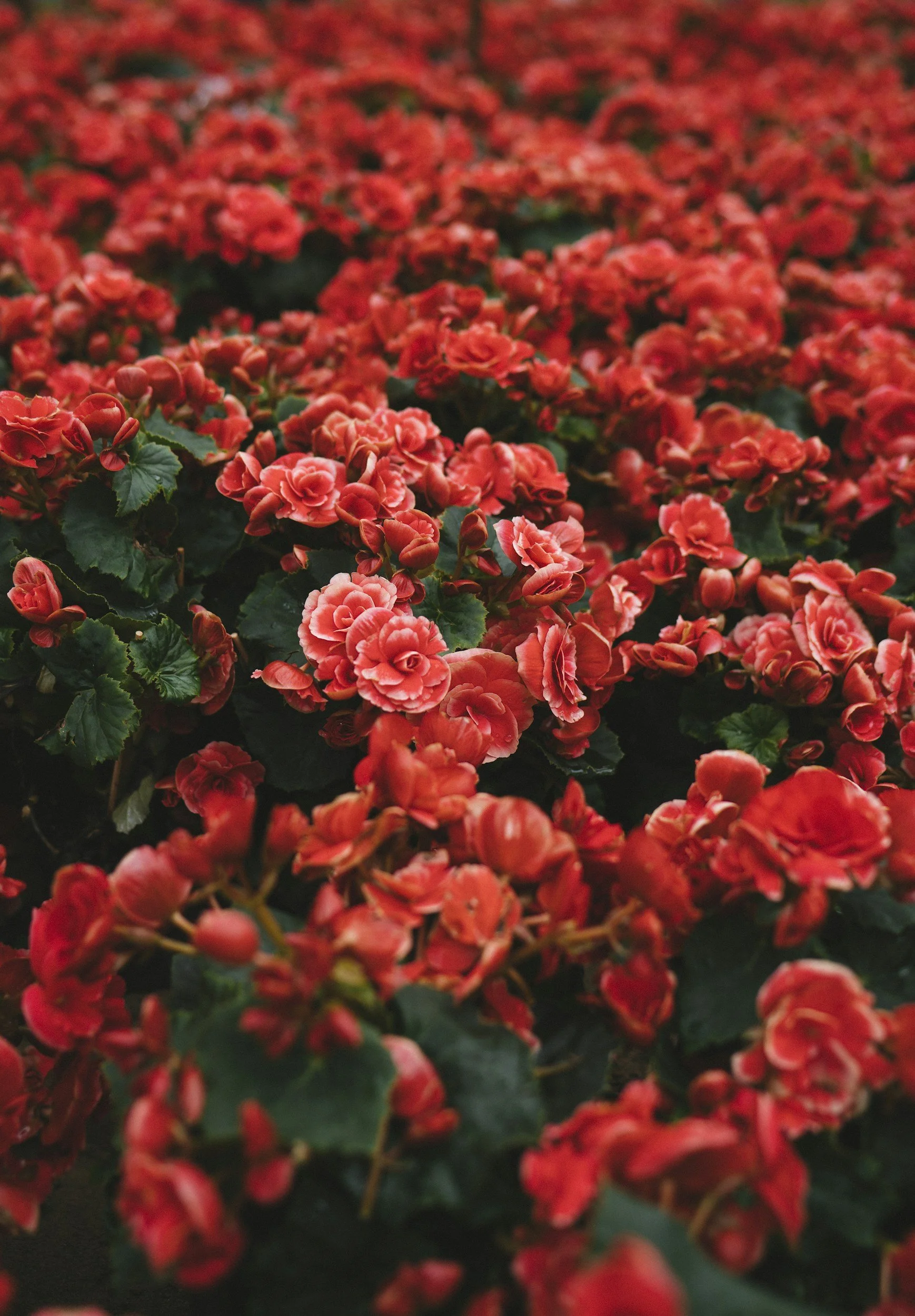 Close up of a bunch of flowers growing outside