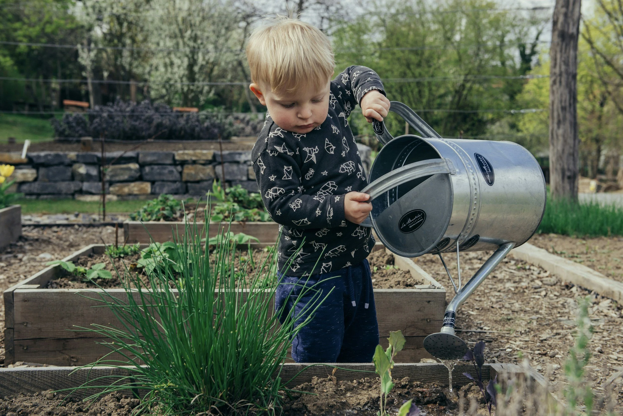 Toddler watering plants