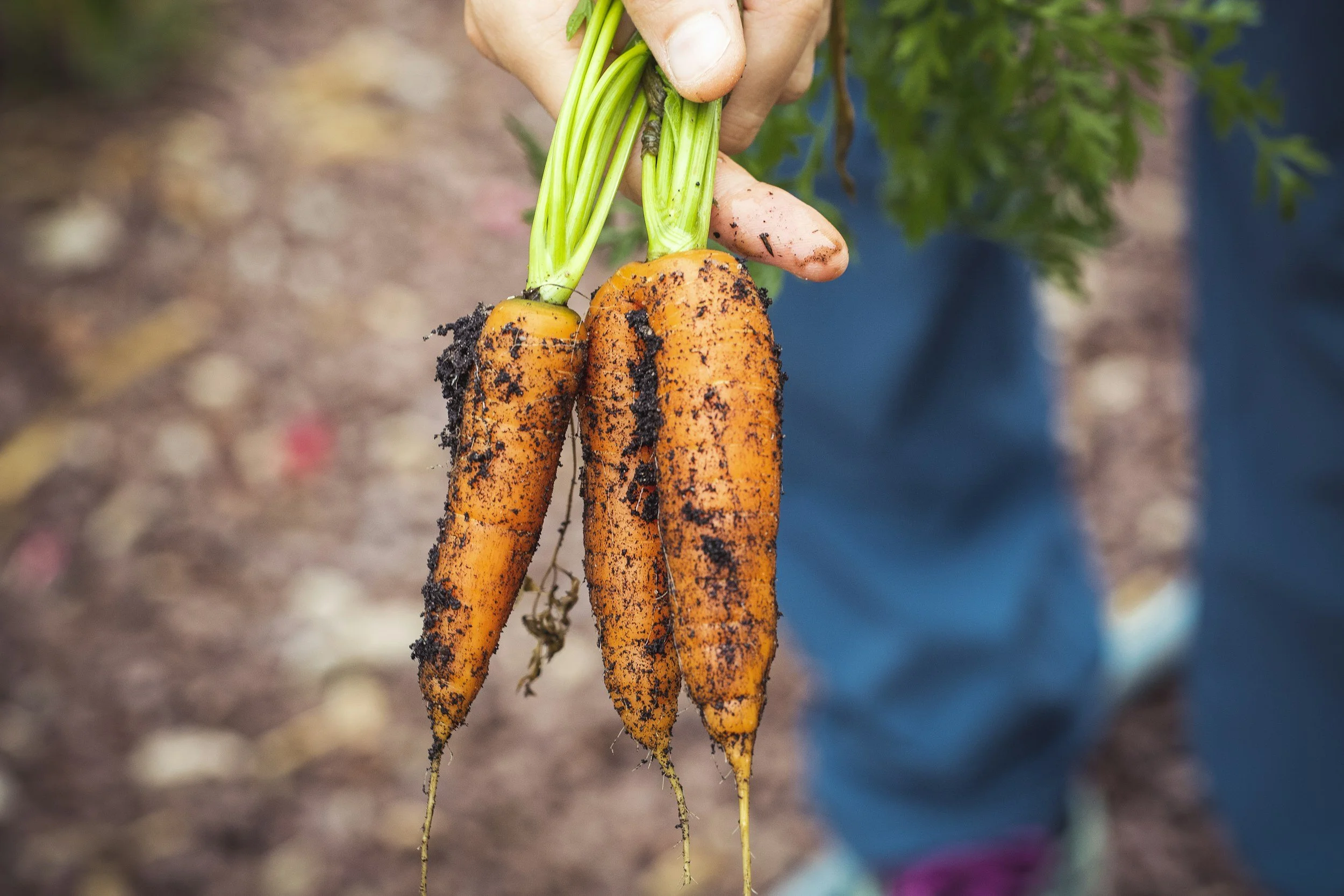 A handful of carrots fresh out of the ground