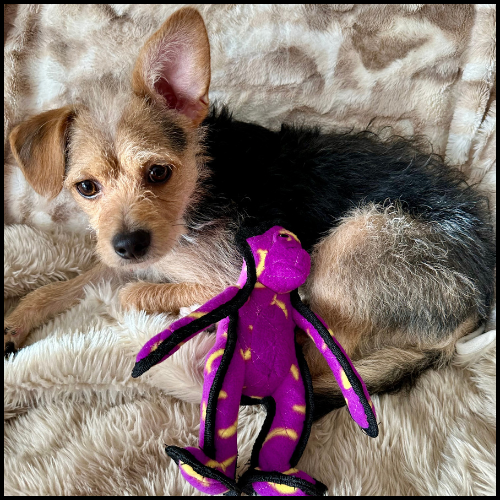 Jax the rescue dog who has become Spotlight Monkey's VP of Client Relations