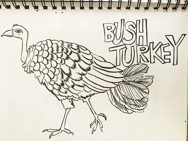 Bush Turkey Sketch.jpg