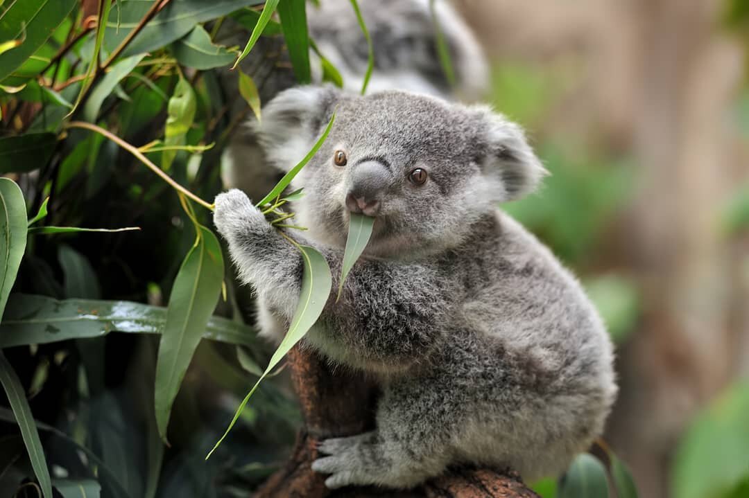 Today we are celebrating Australia Day, 
But we are also praying for Australia, for those who have been effected&nbsp;by the recent fires and for the many animals that have lost their lives.

Our hearts go out to you! 
#longweekend #australiaday #bus