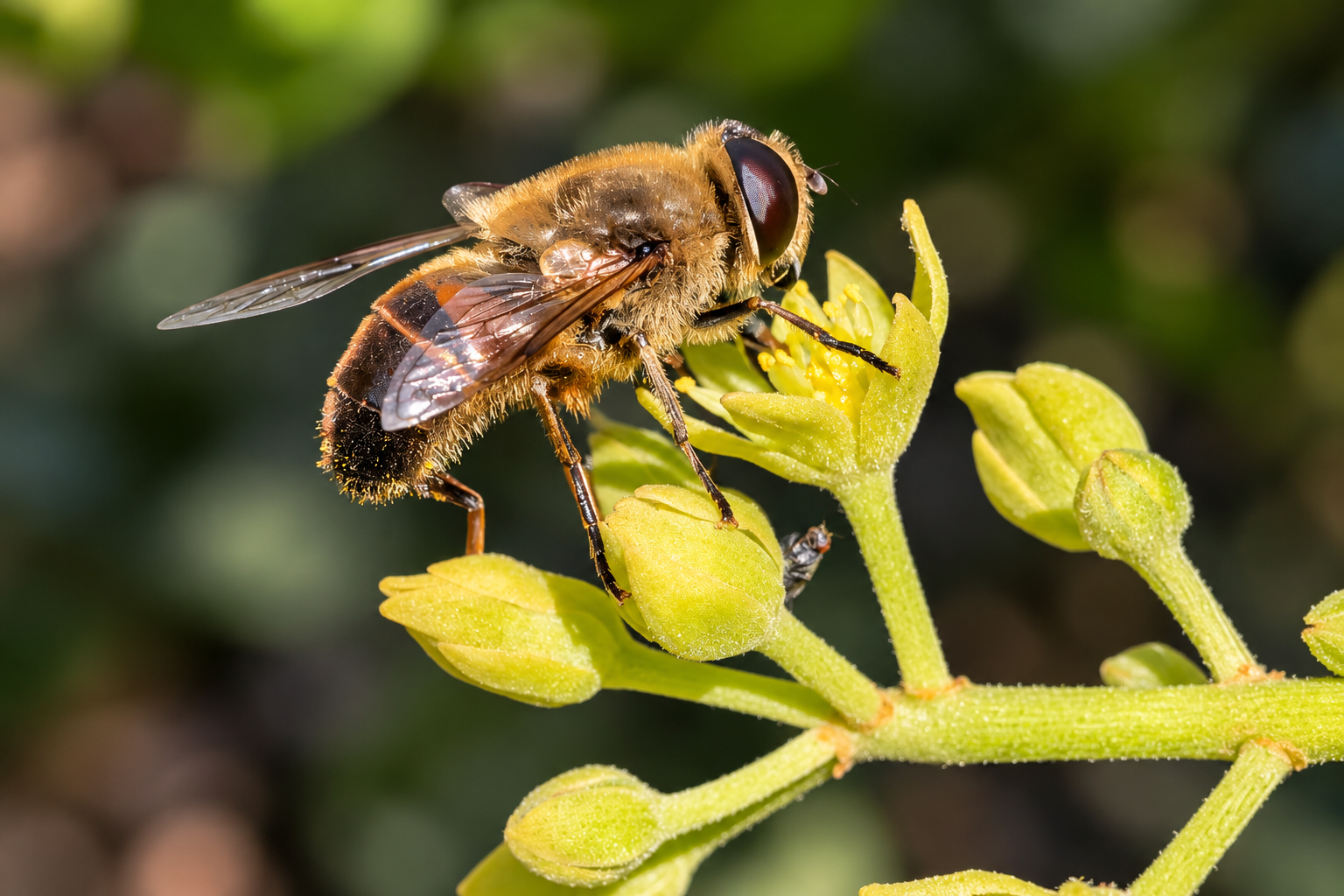 Close-up of a honeybee on a yellow flower, collecting nectar with blurred green background