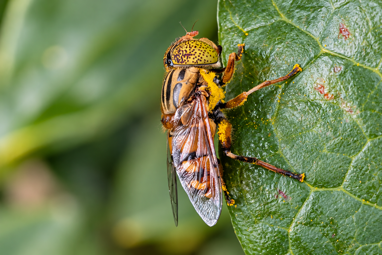 A close-up of a hoverfly on a green leaf, covered in yellow pollen.