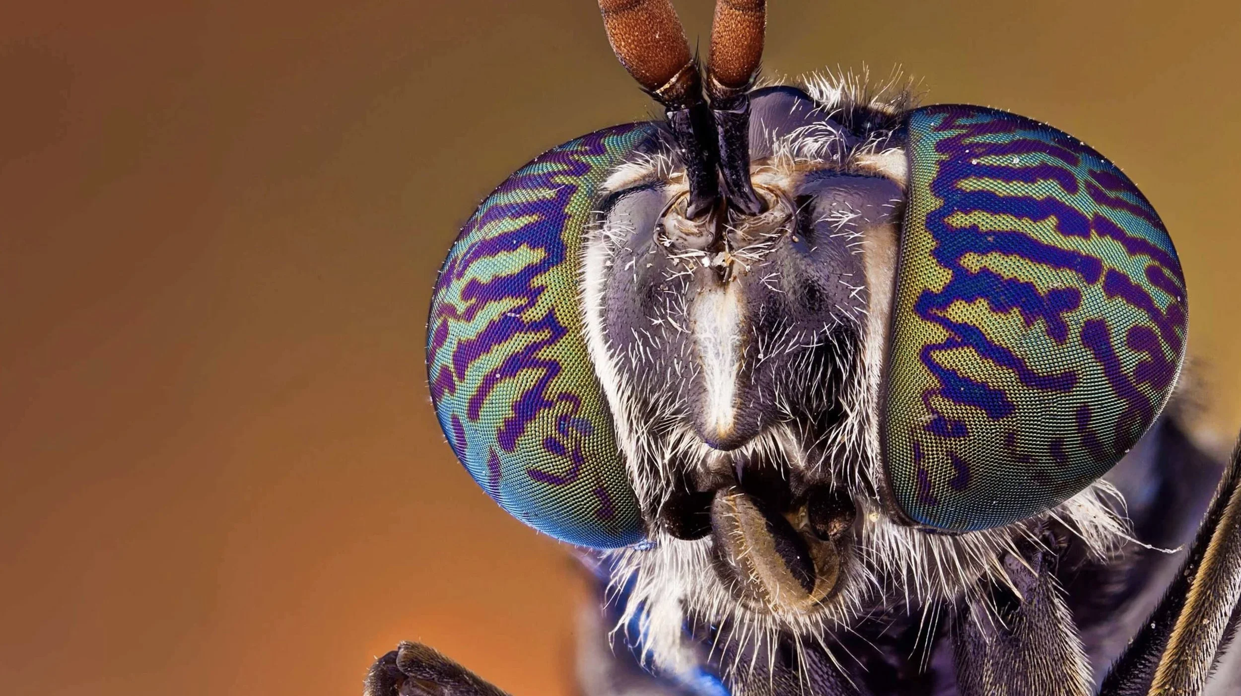 Close-up macro photograph of a colorful insect with large, intricate compound eyes, showing iridescent green, blue, and purple patterns, and fine white hairs on its face and body.