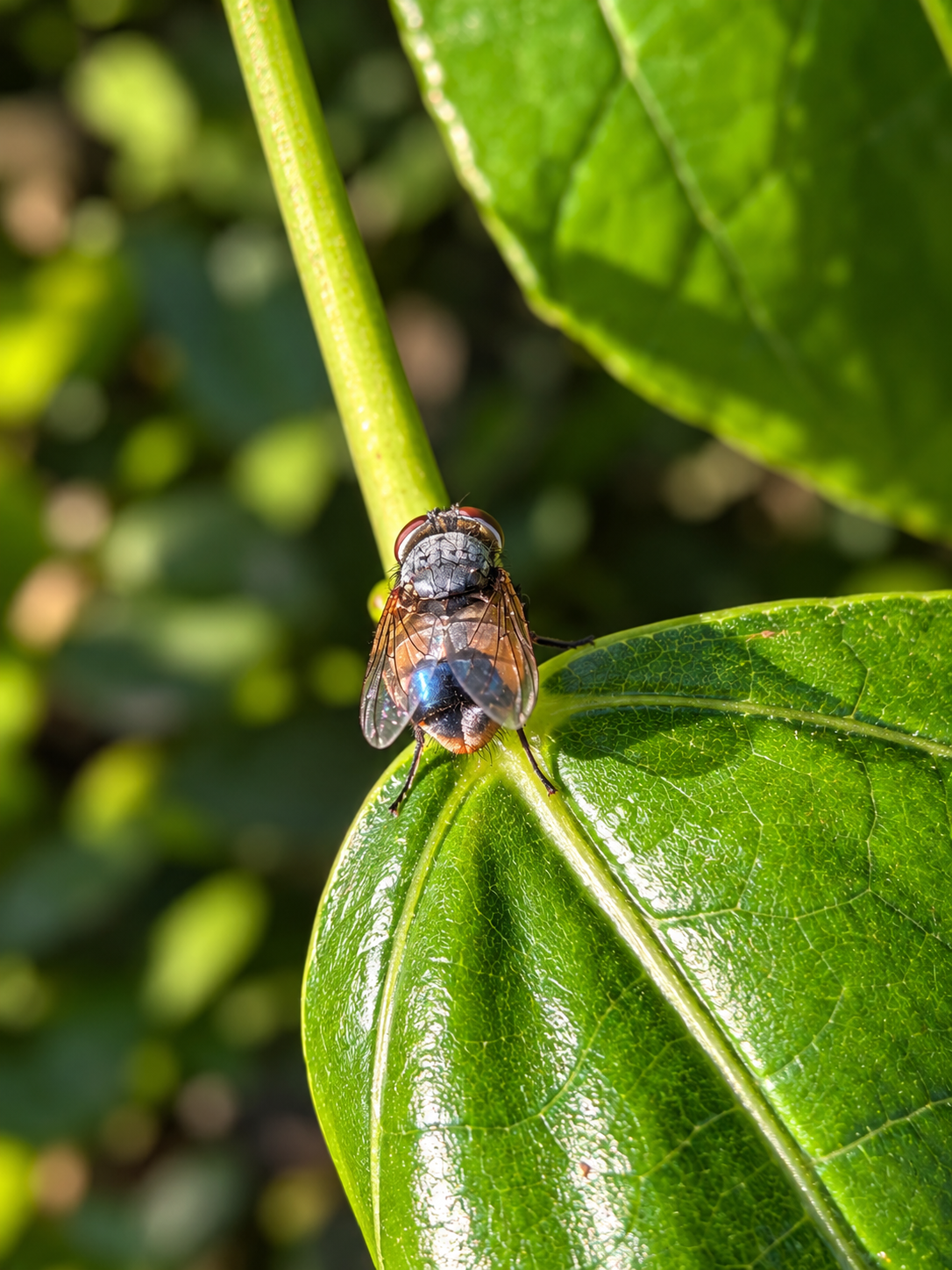 Close-up of a fly sitting on a shiny green leaf with a blurred background of greenery.